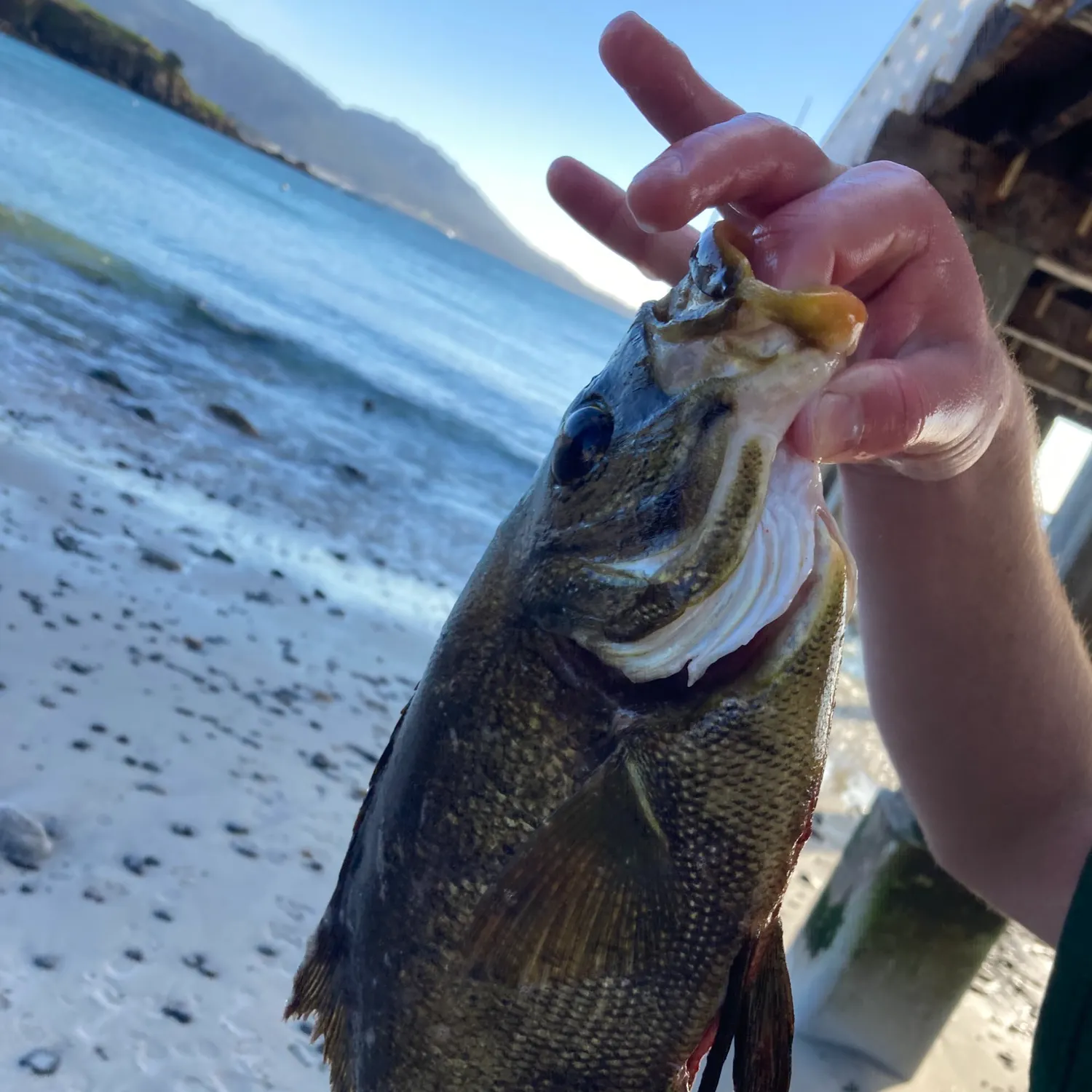 The most popular recent Rubberlip seaperch catch on Fishbrain