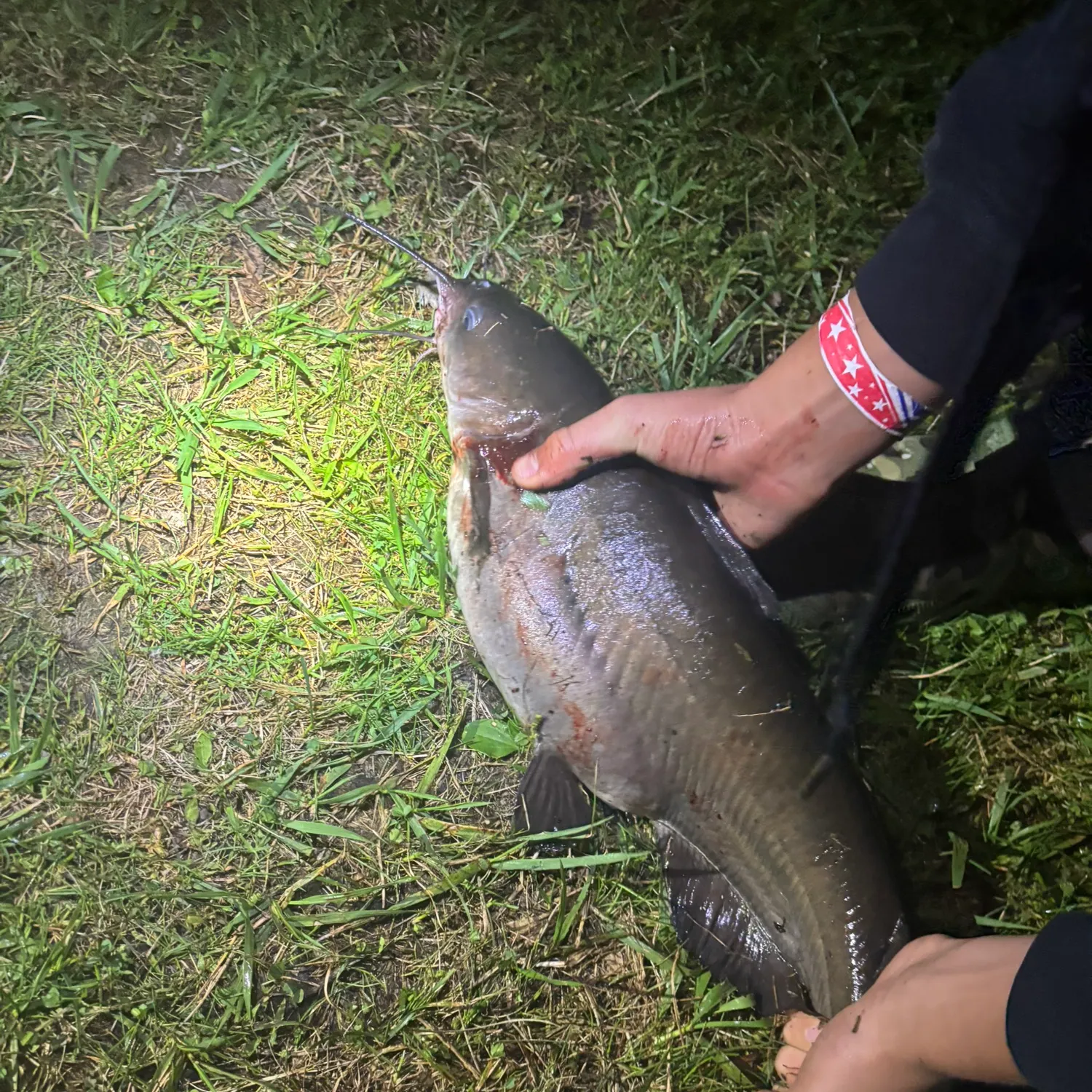 Channel catfish caught on Fishbrain