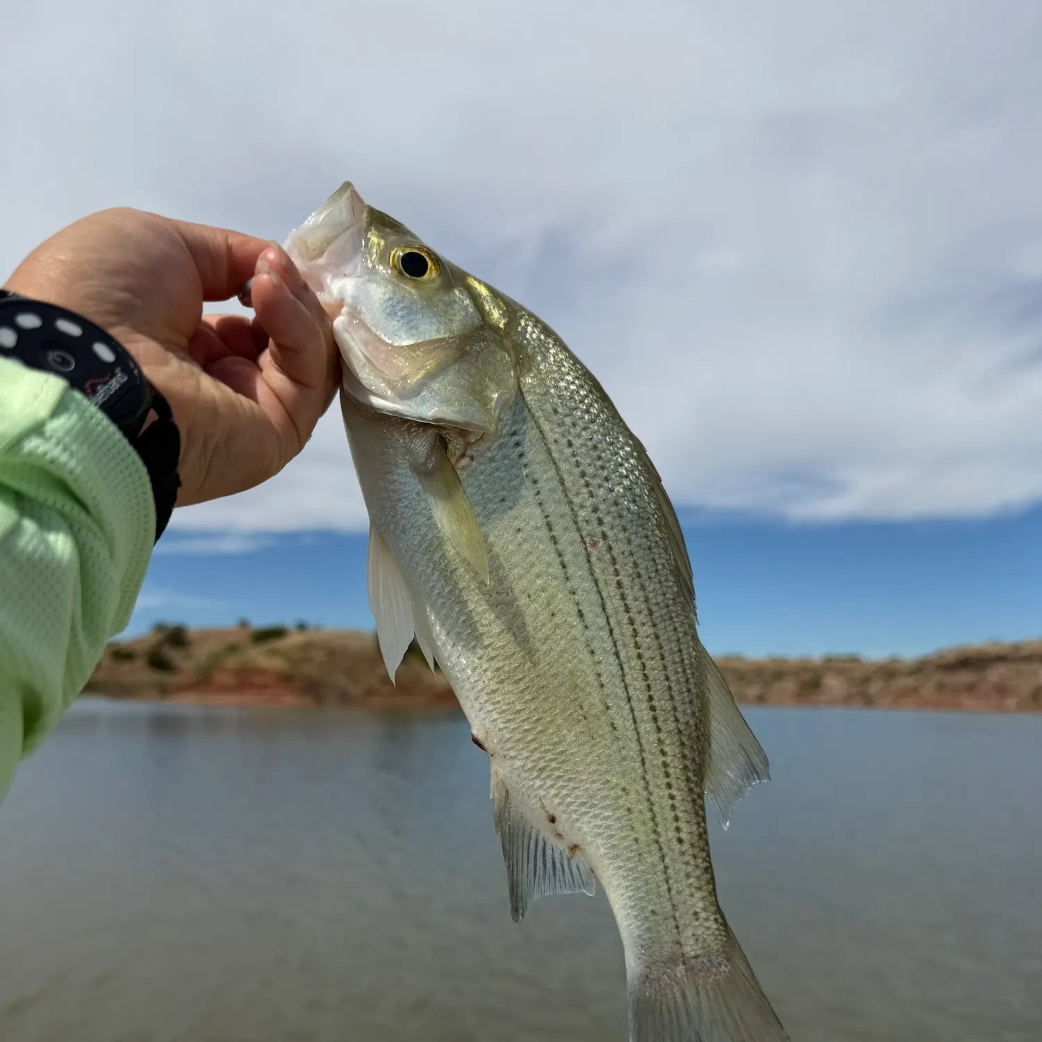 White bass caught on Fishbrain