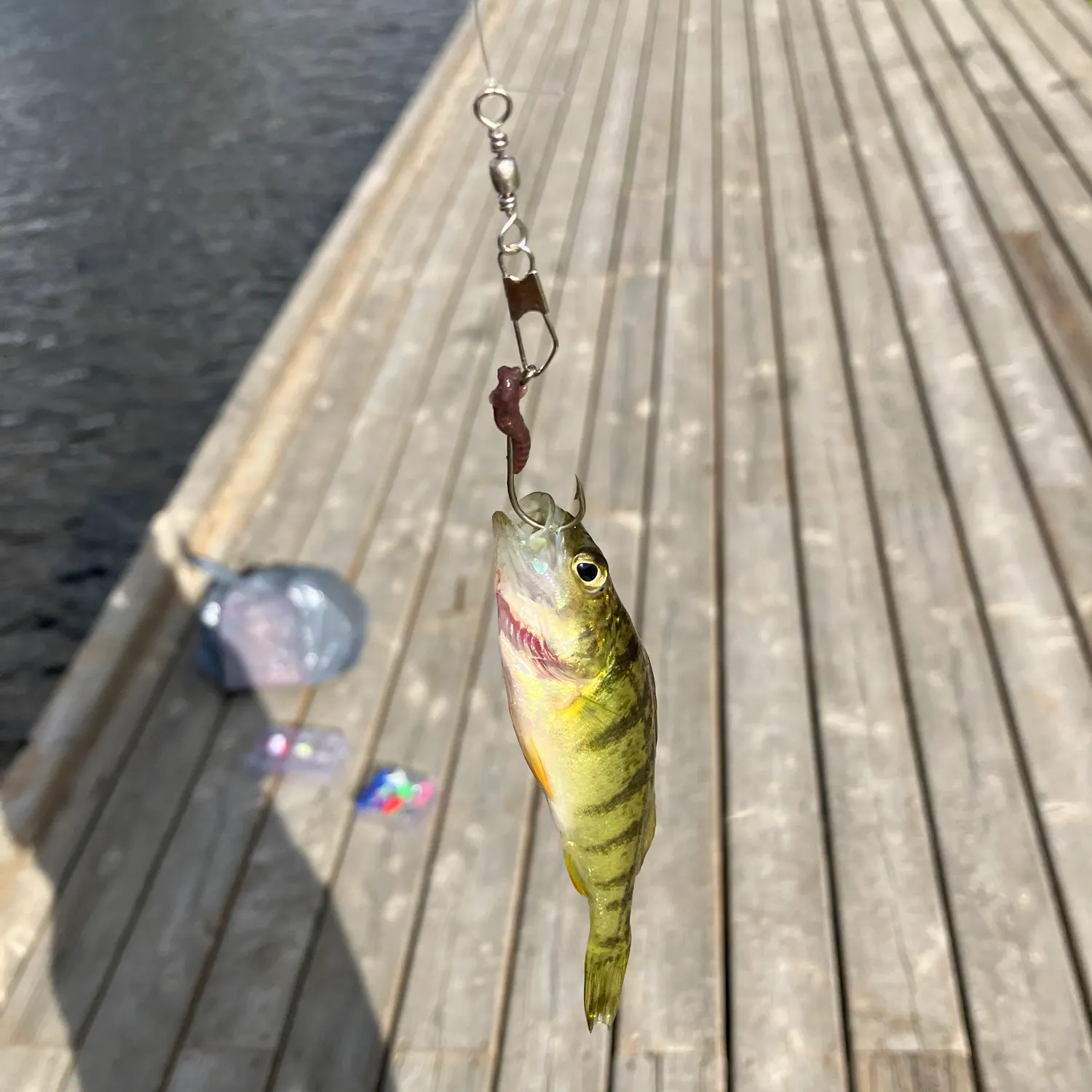 Yellow perch caught on Fishbrain