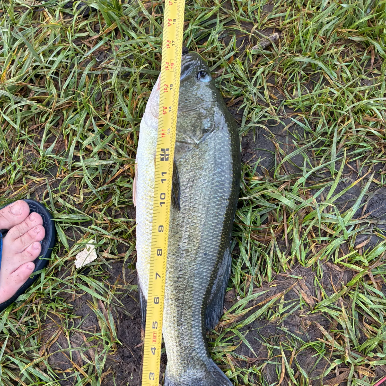 Largemouth bass caught on Fishbrain