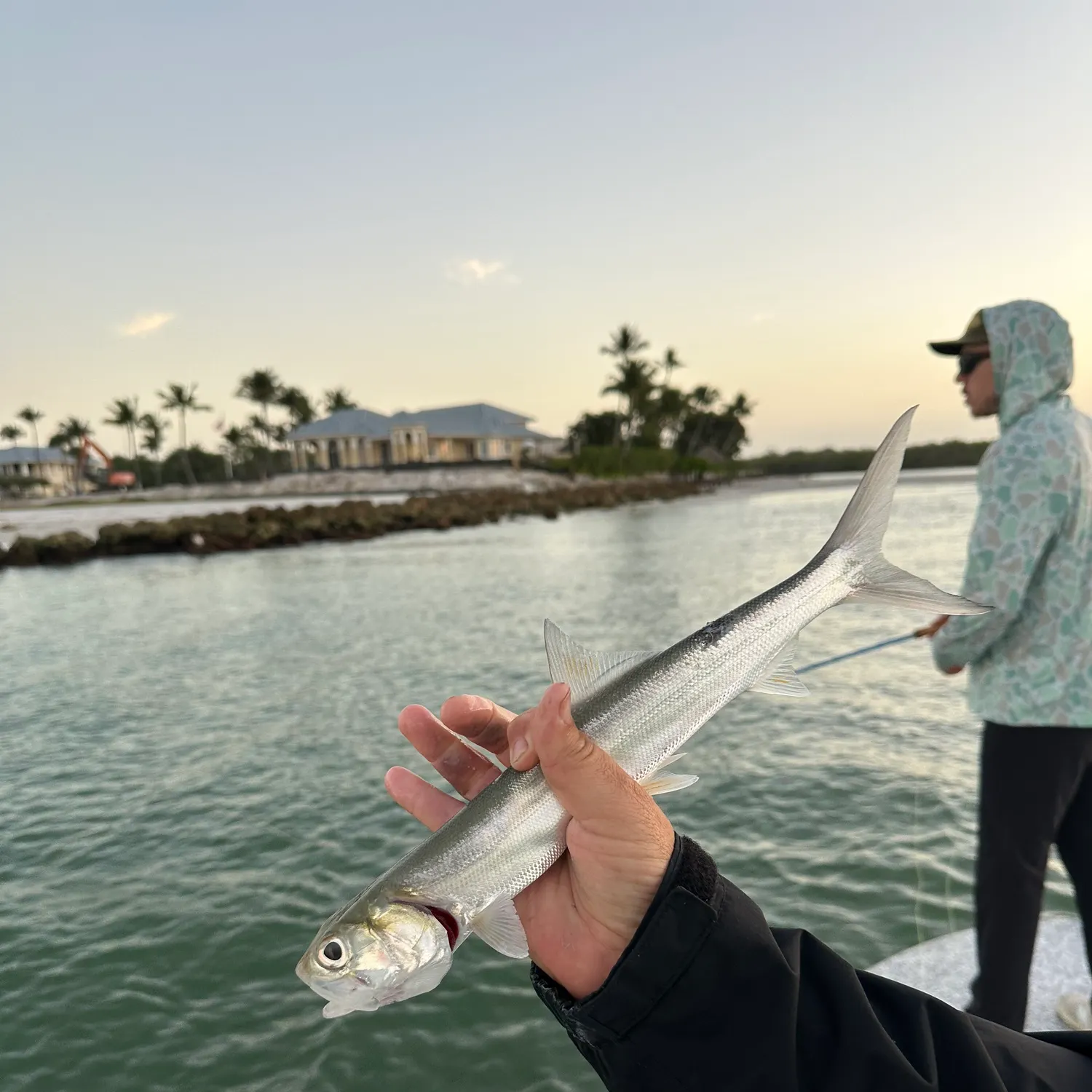 The most recent Ladyfish catches on Fishbrain