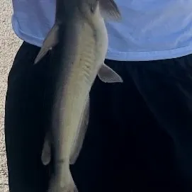 Channel catfish caught on Fishbrain