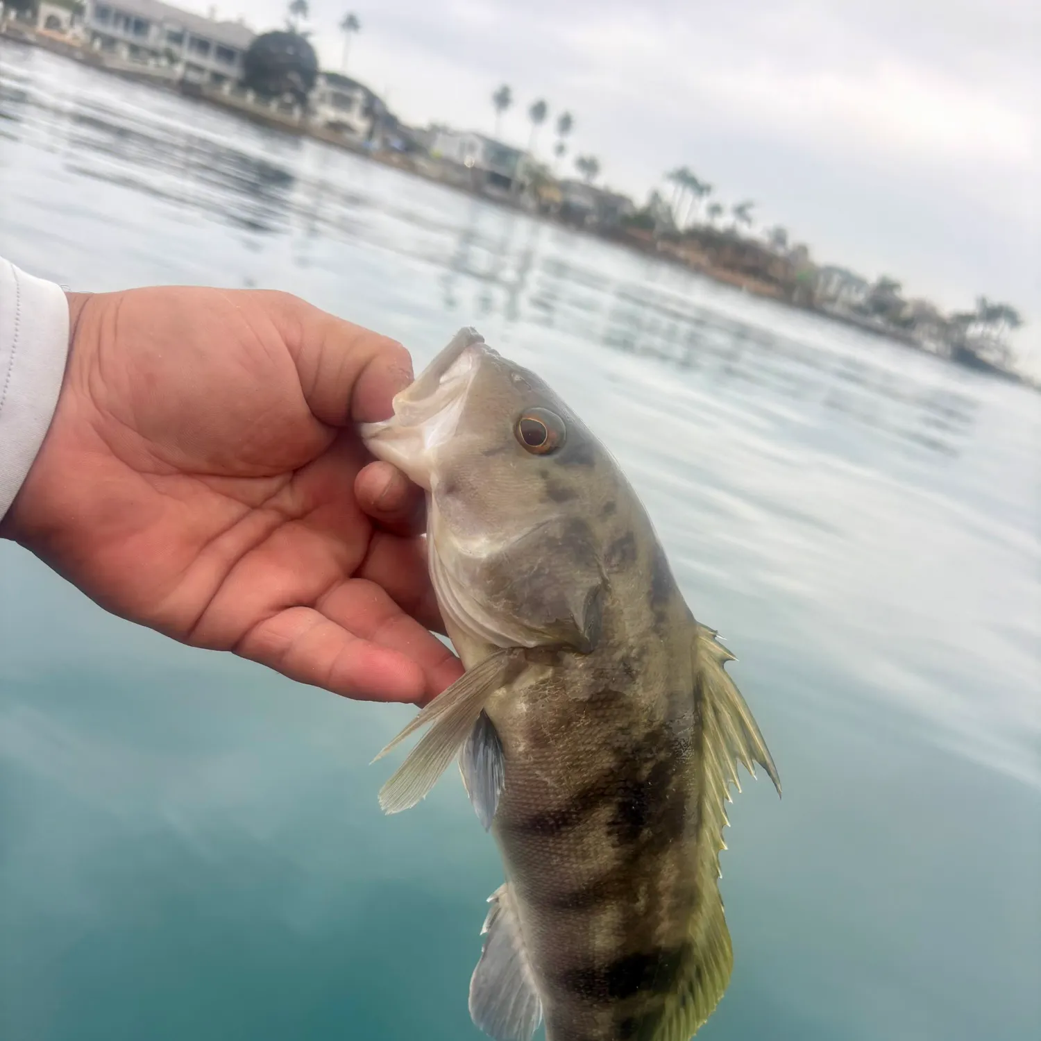 Barred sand bass caught on Fishbrain