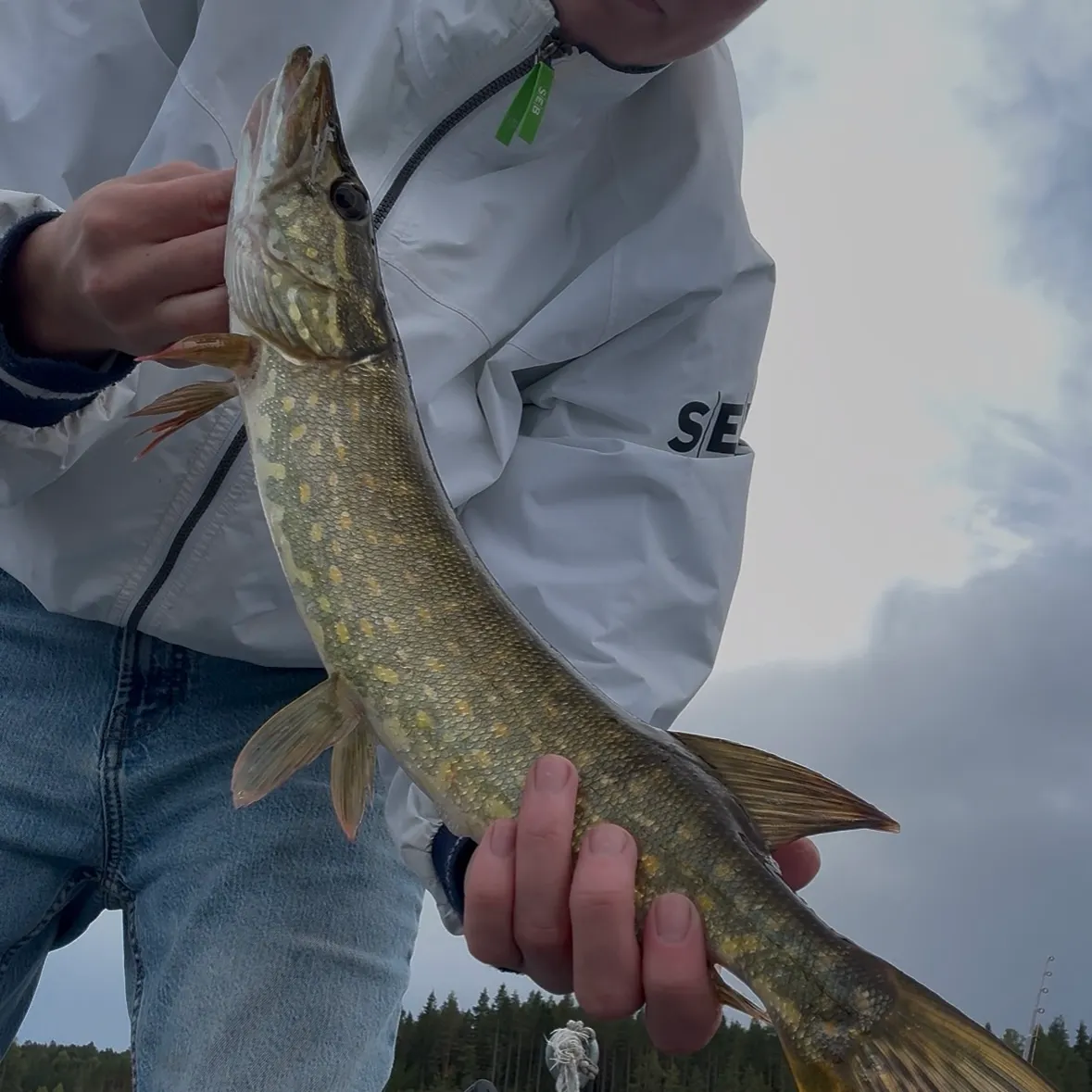 Northern pike caught on Fishbrain
