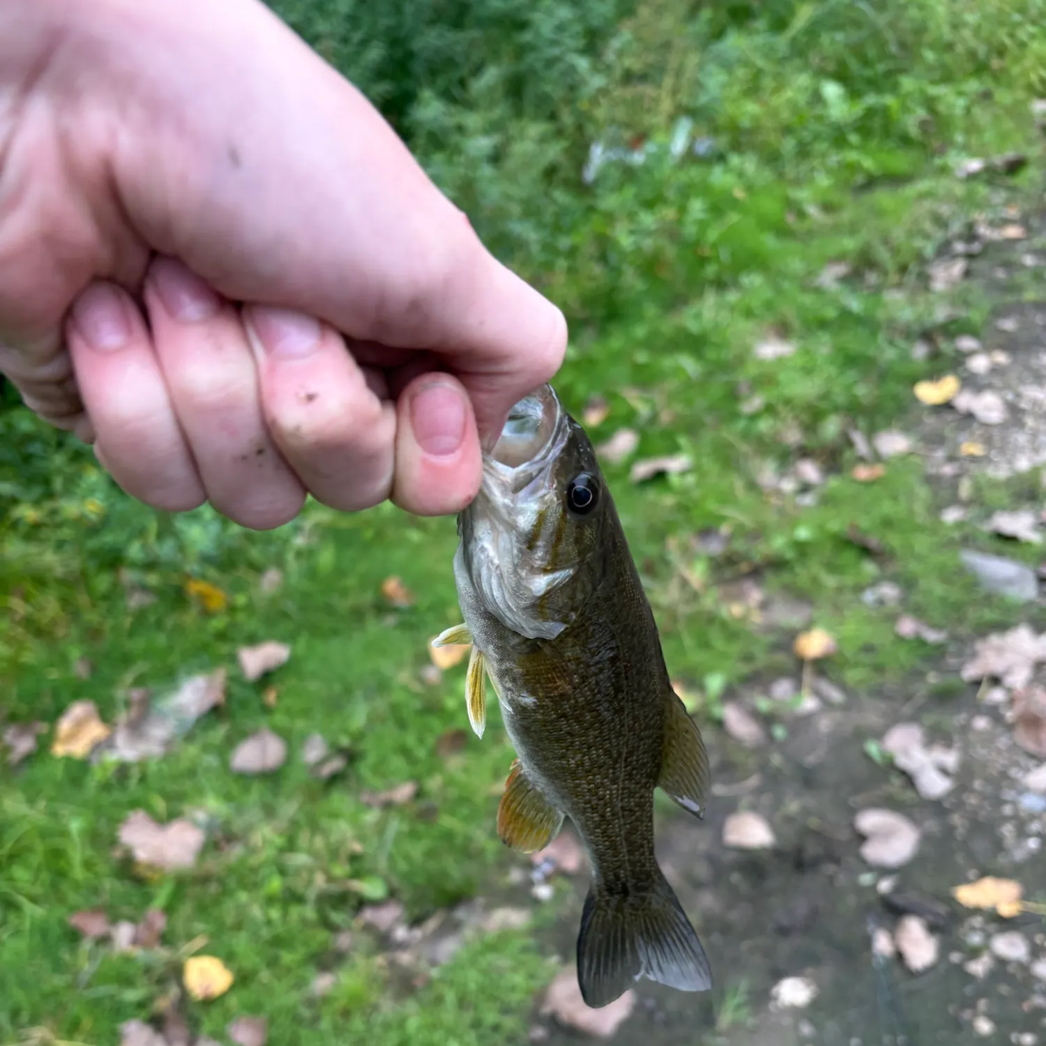 Smallmouth bass caught on Fishbrain