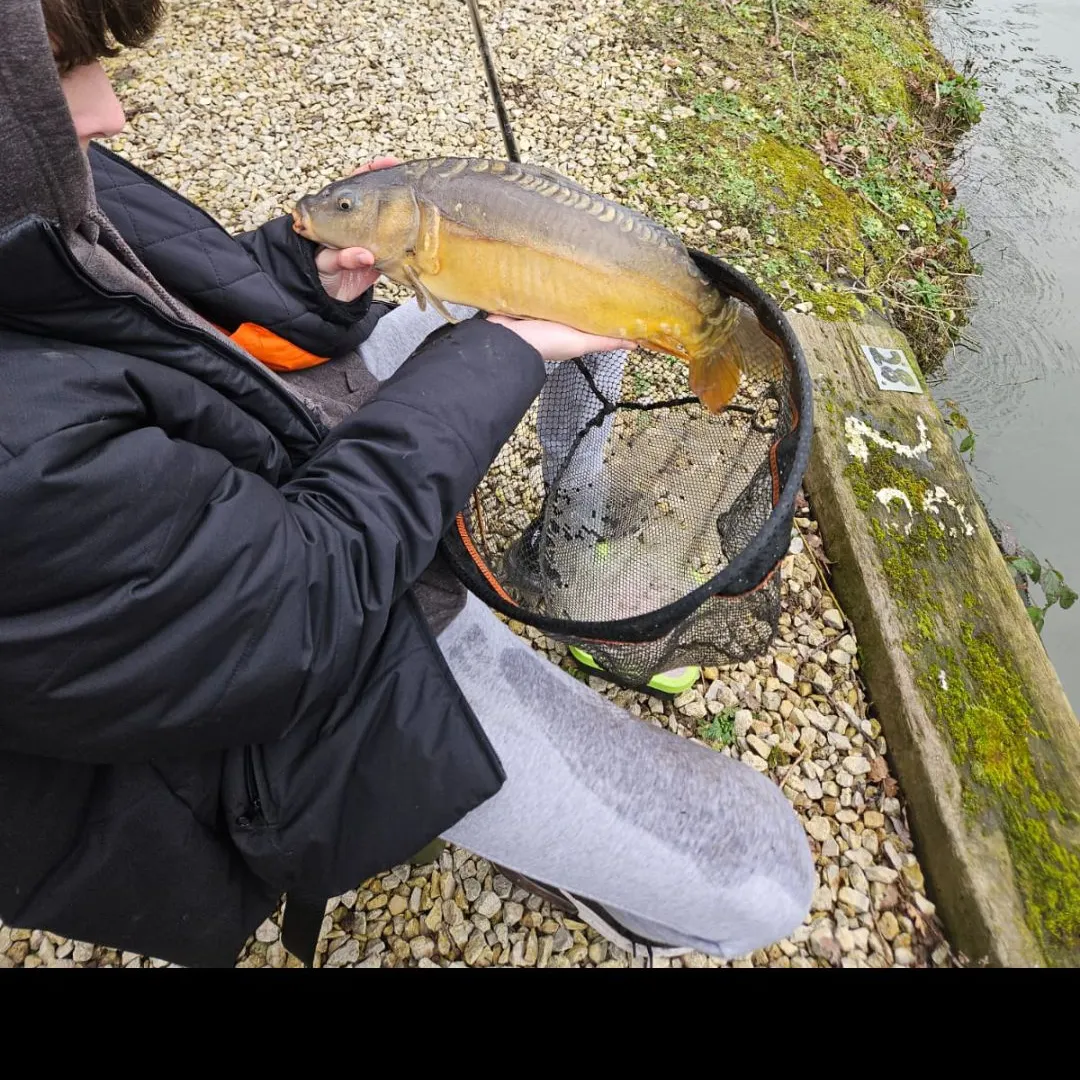 The most recent Leather carp catches on Fishbrain