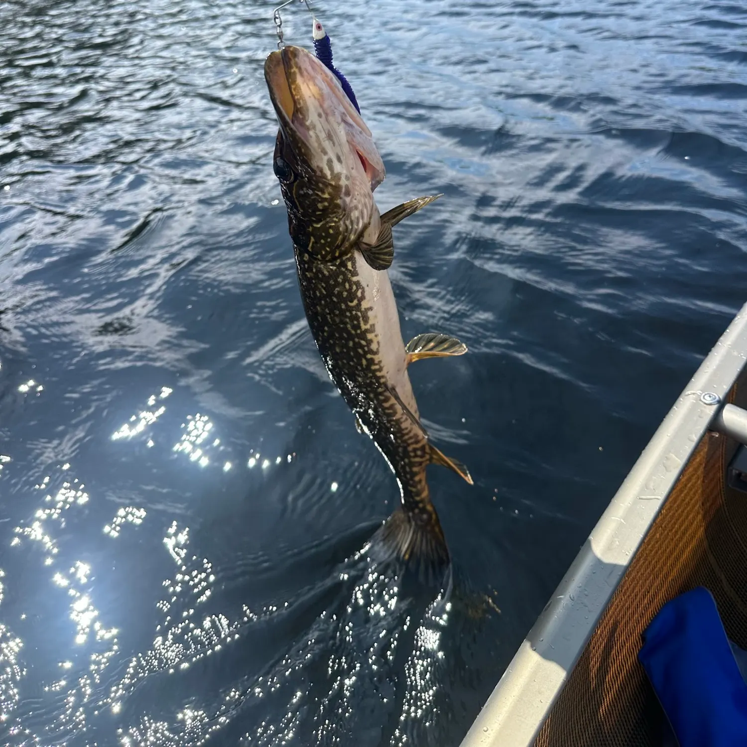 Northern pike caught on Fishbrain