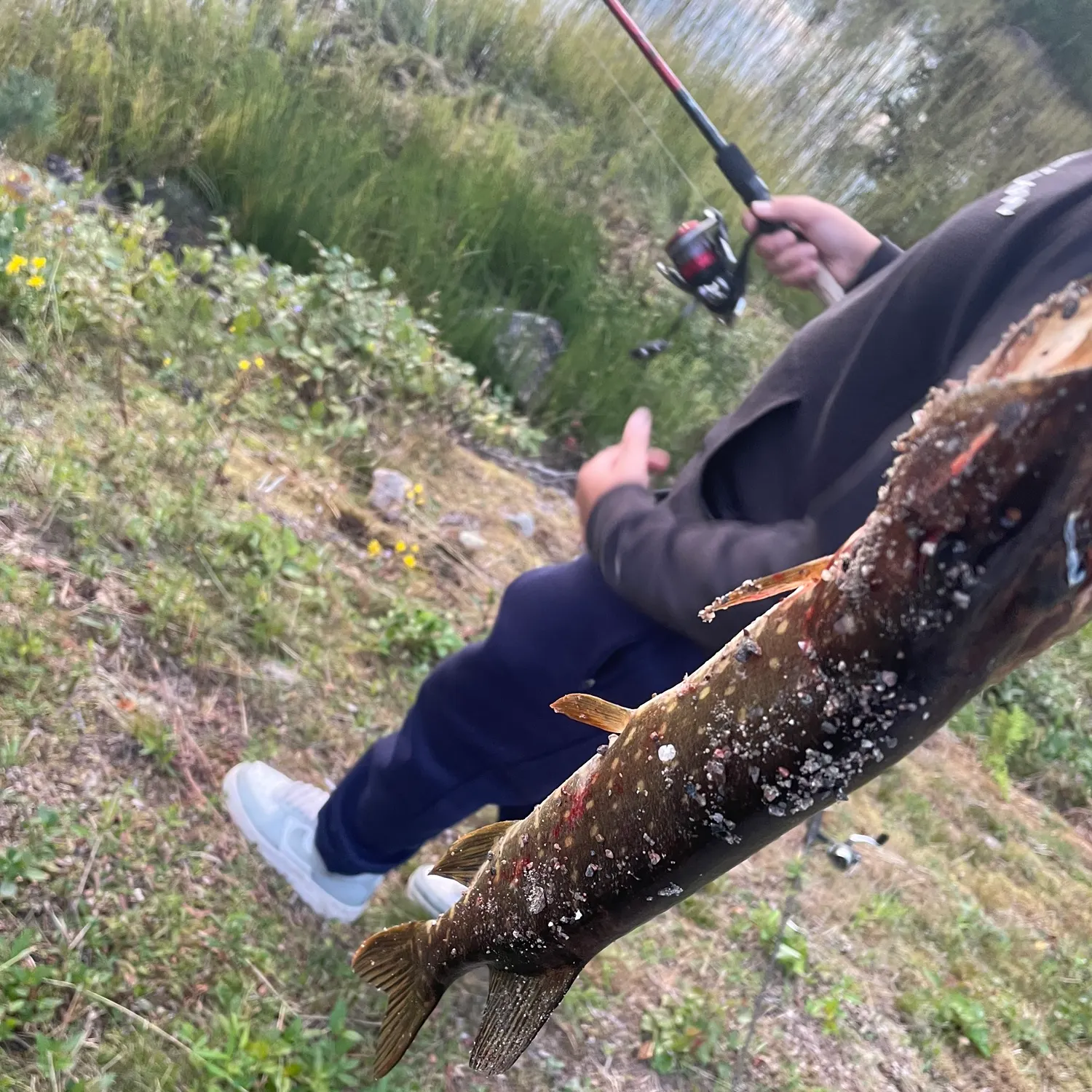 Fish caught on Fishbrain