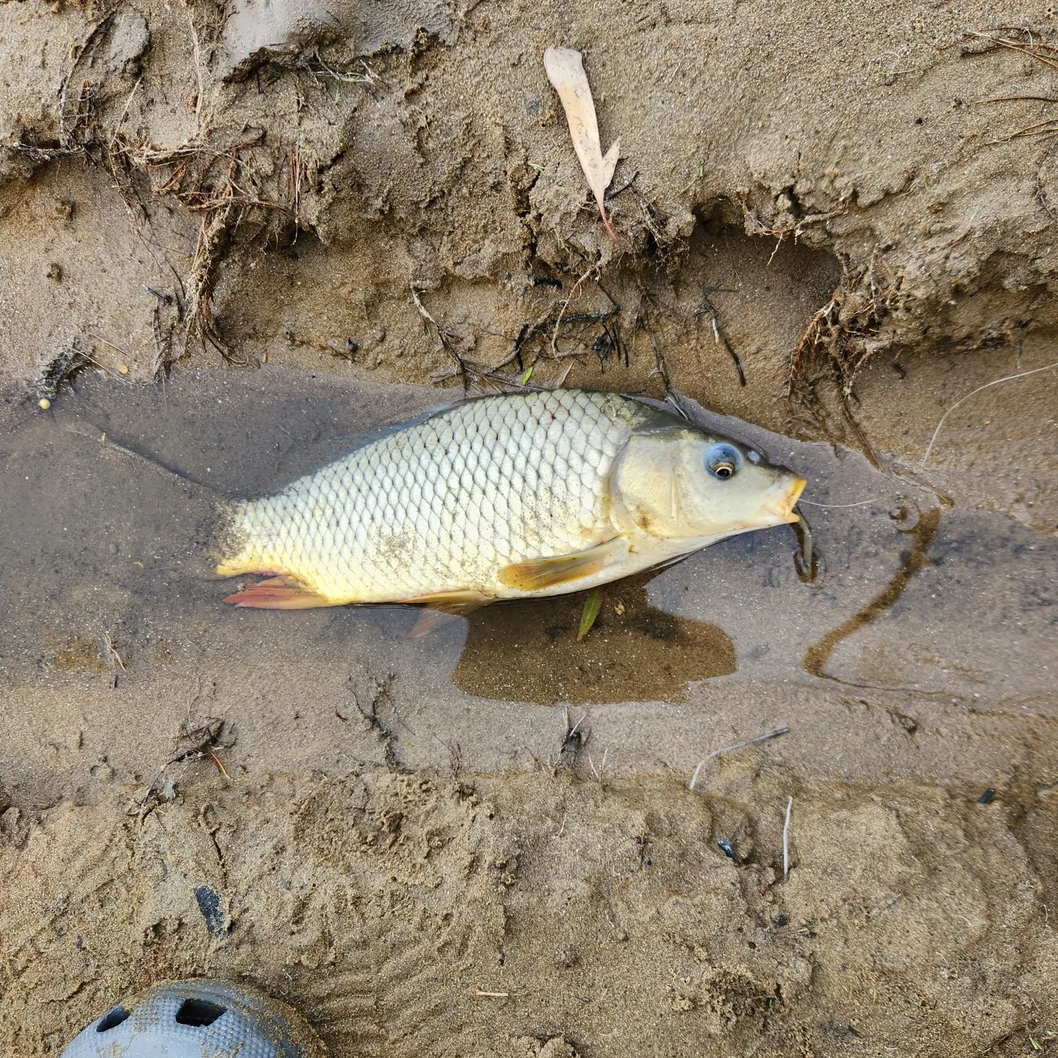 The most recent Common carp catches on Fishbrain