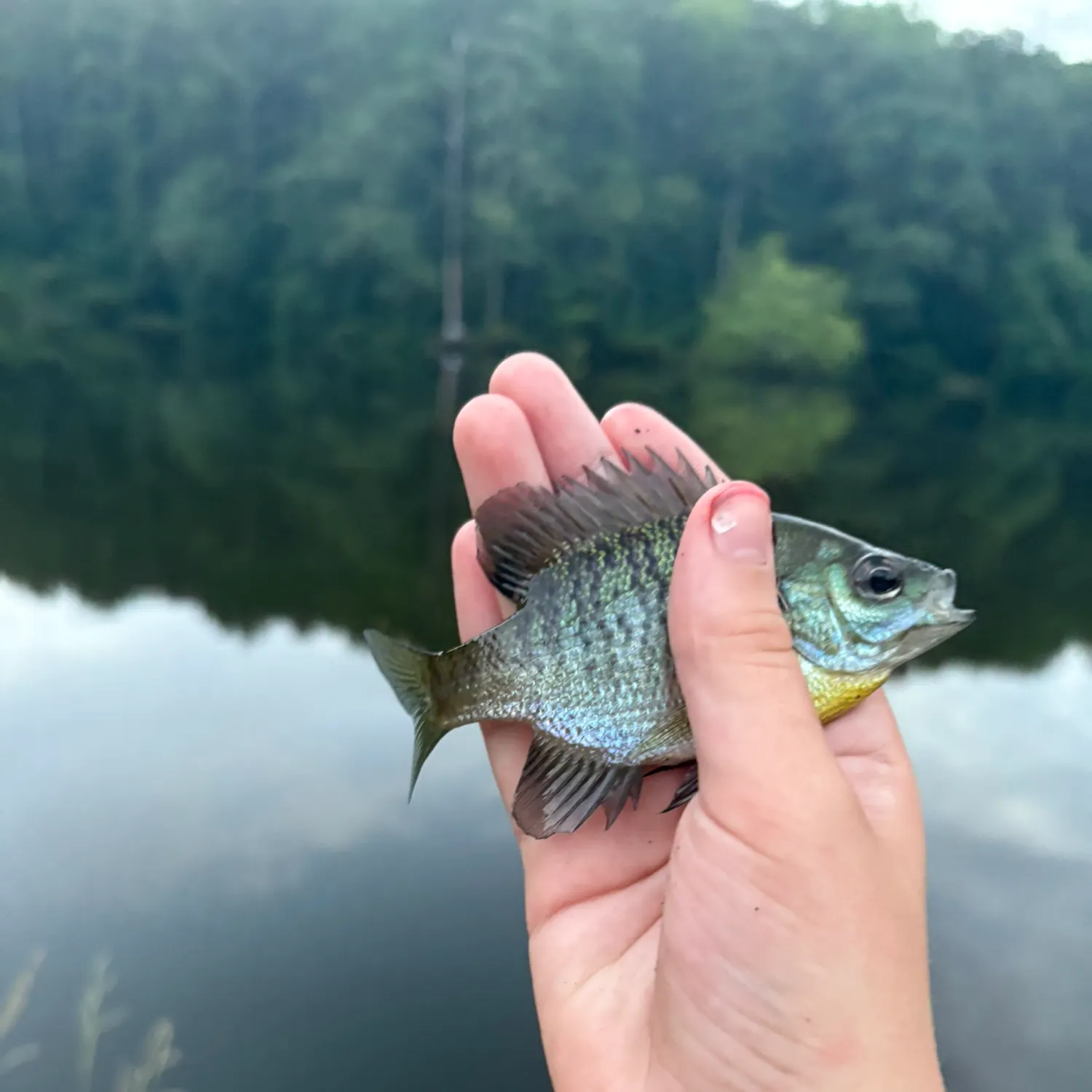 Bluegill caught on Fishbrain