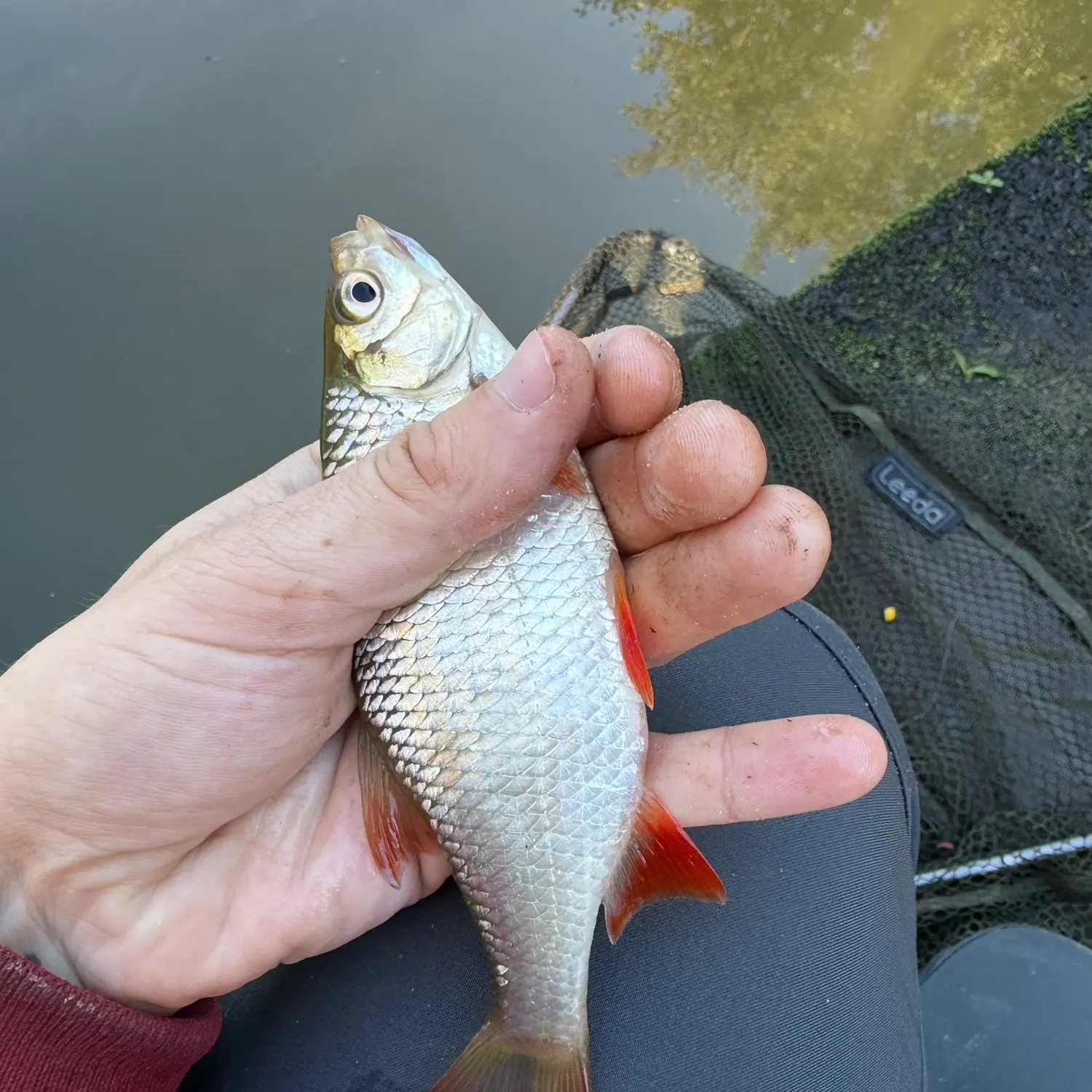 Common rudd caught on Fishbrain