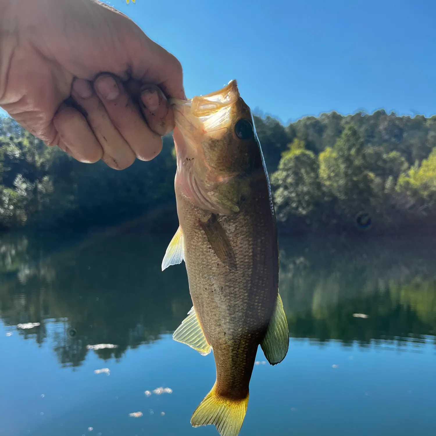 Largemouth bass caught on Fishbrain