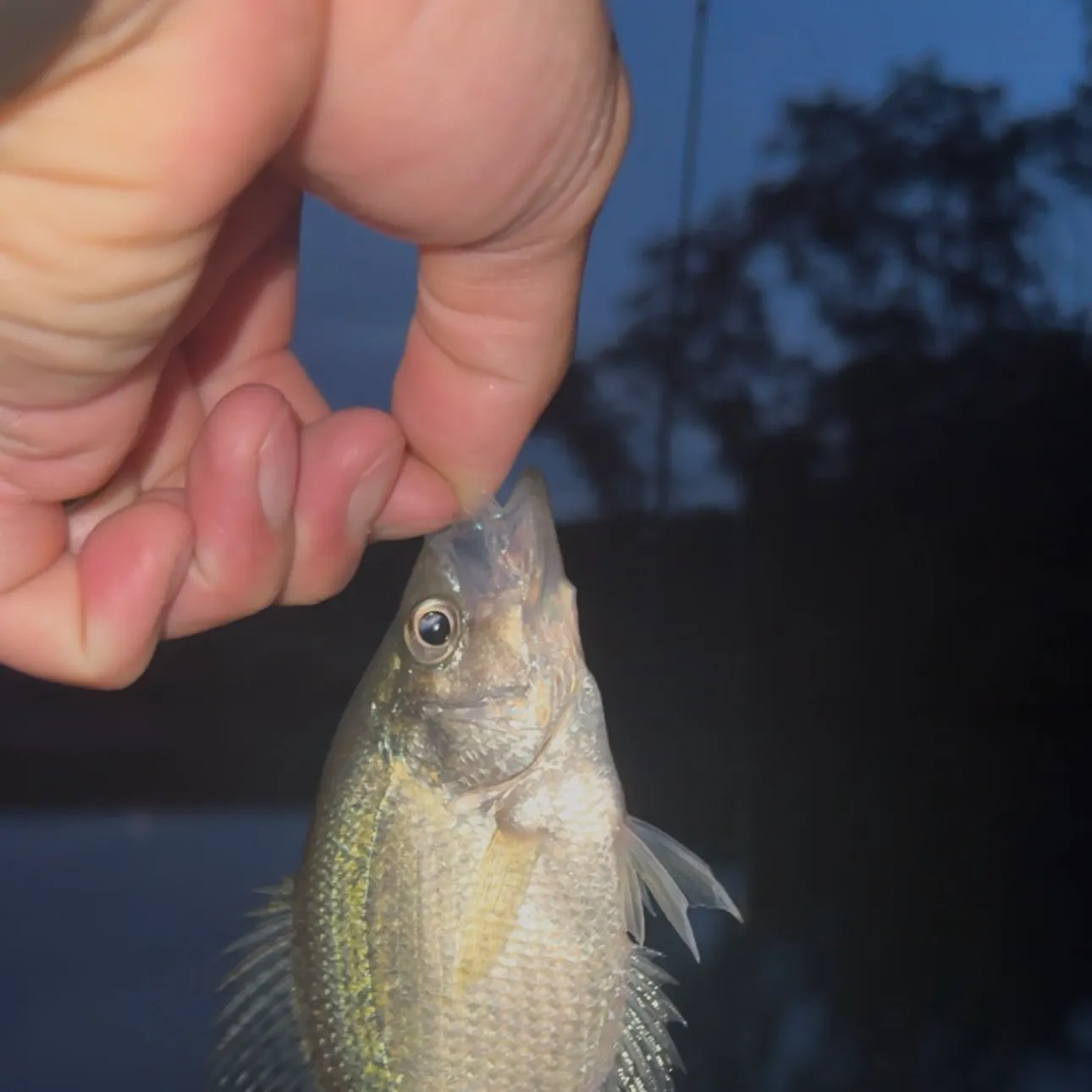White crappie caught on Fishbrain