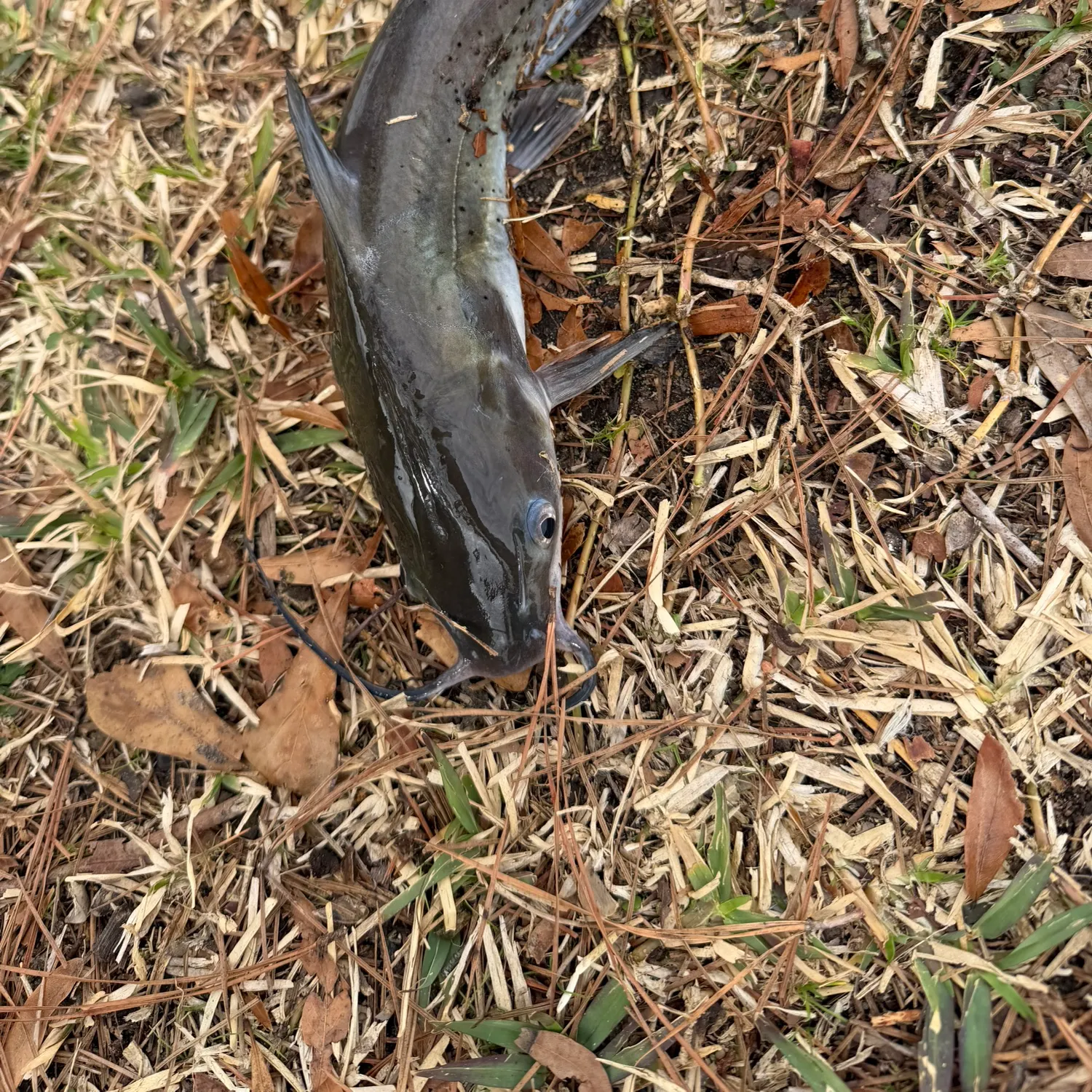 The most recent Blue catfish catches on Fishbrain