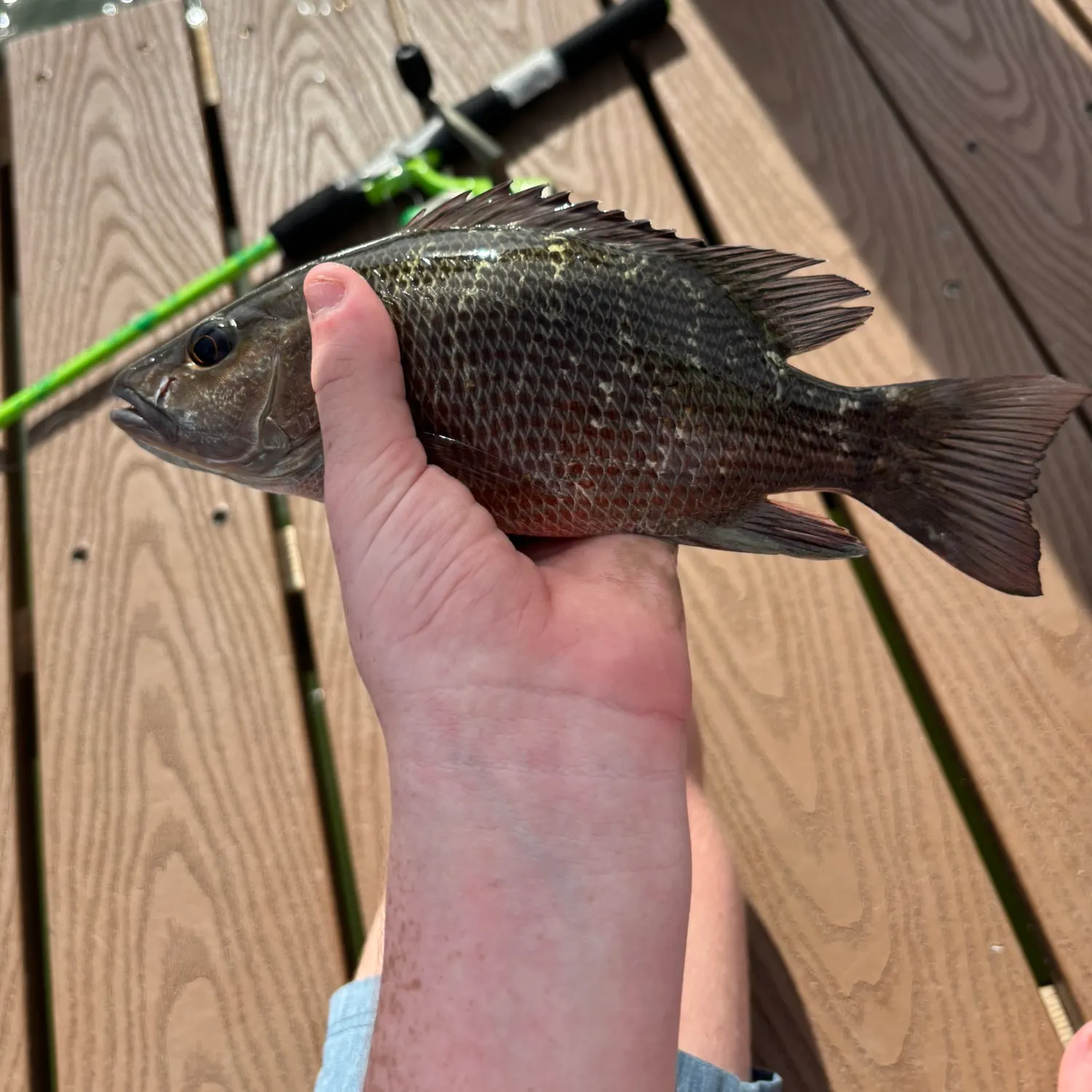 Mangrove snapper caught on Fishbrain