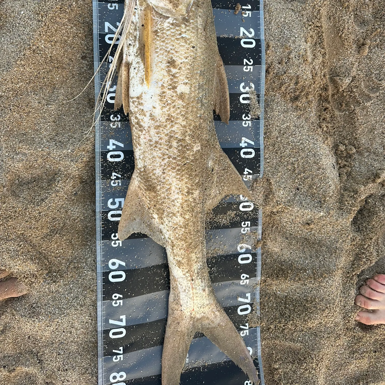 The most recent King threadfin catches on Fishbrain