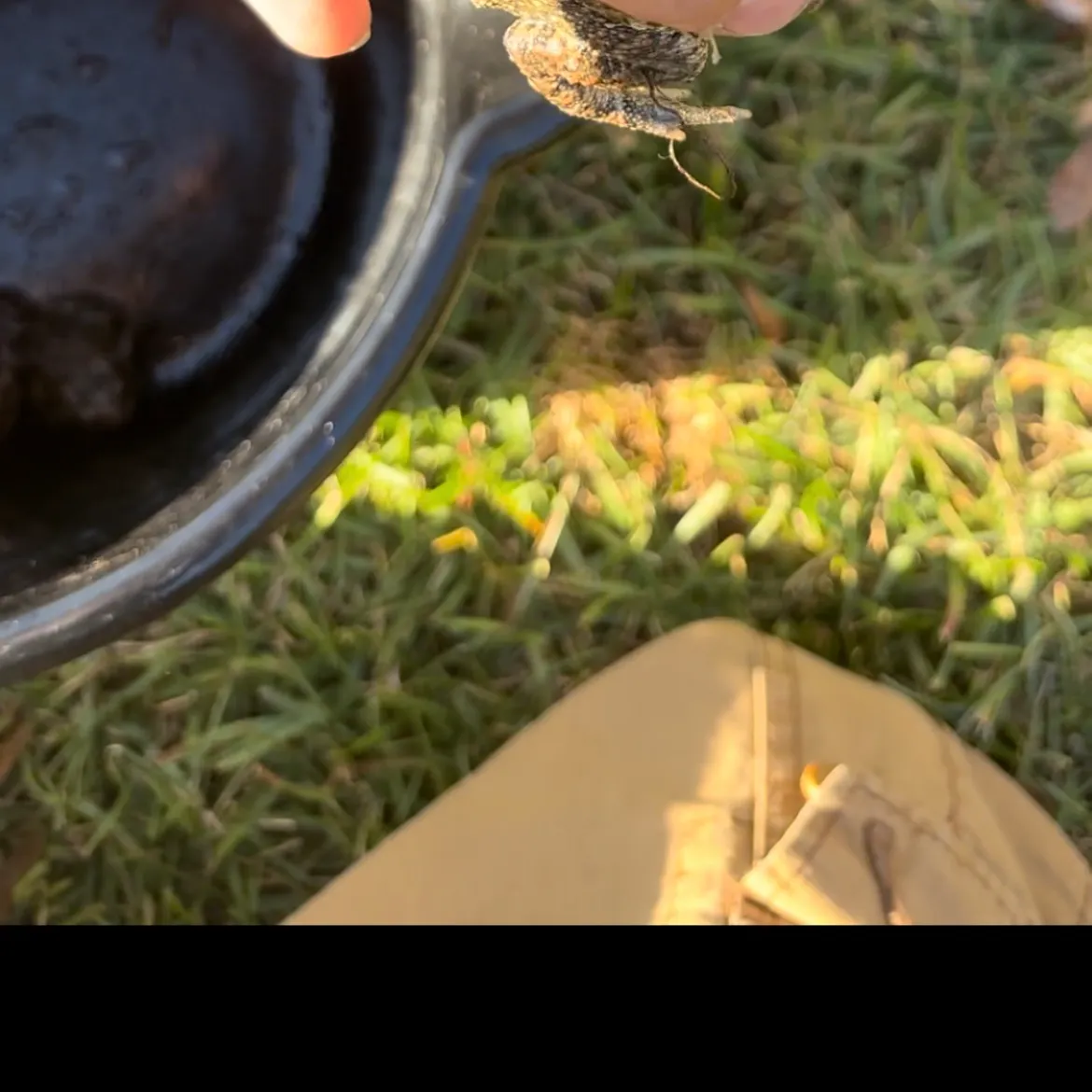 The most recent Pickerel frog catches on Fishbrain