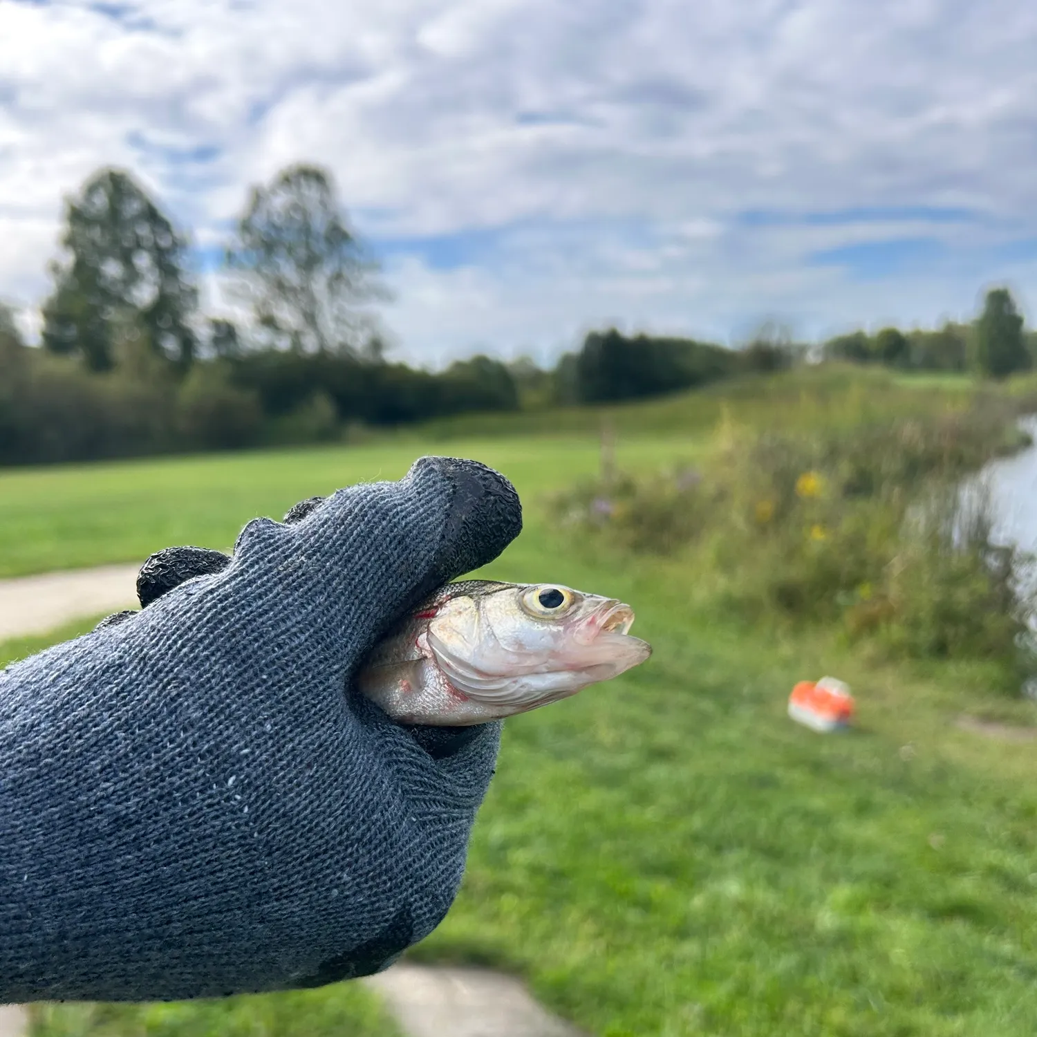 Striped bass caught on Fishbrain