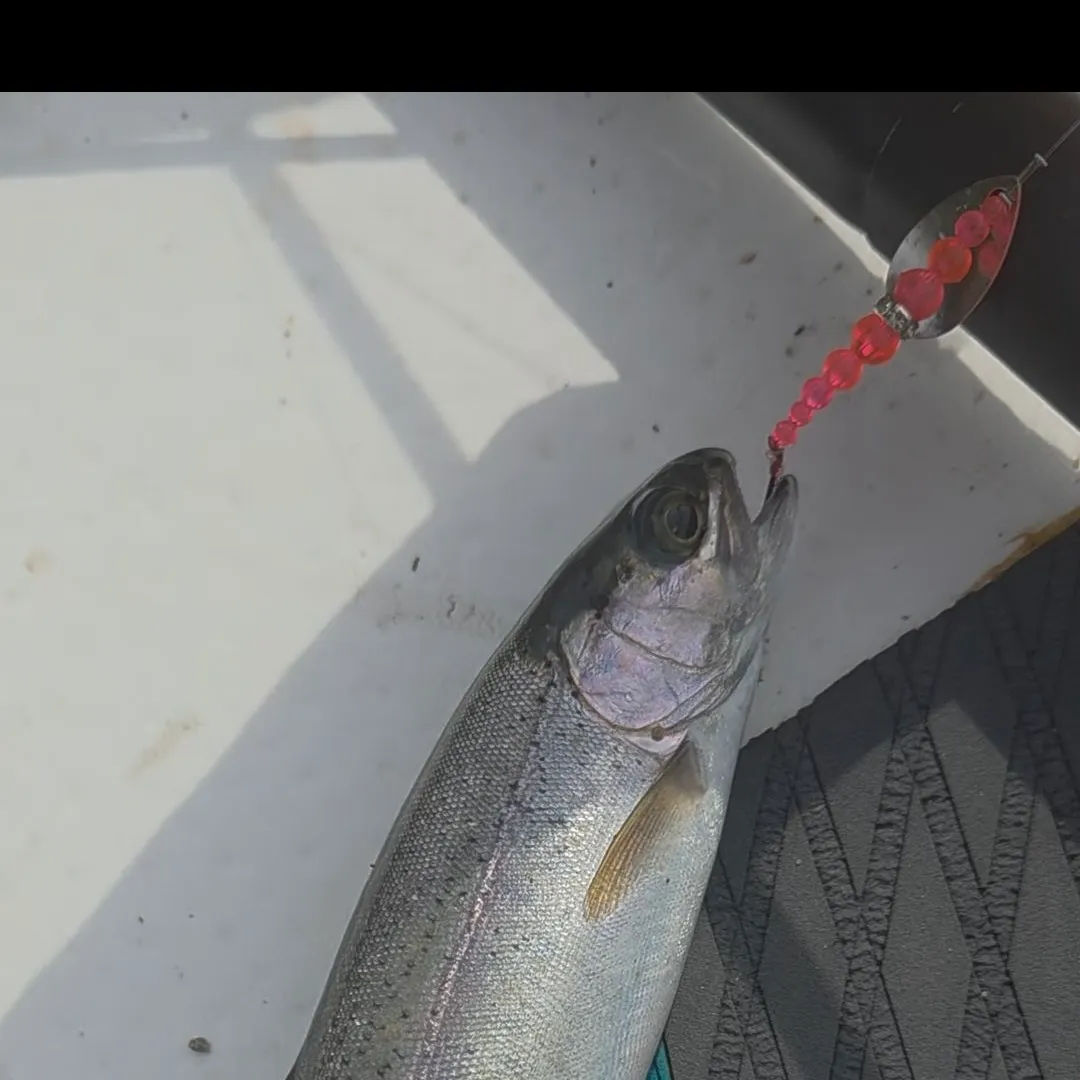 Rainbow trout caught on Fishbrain