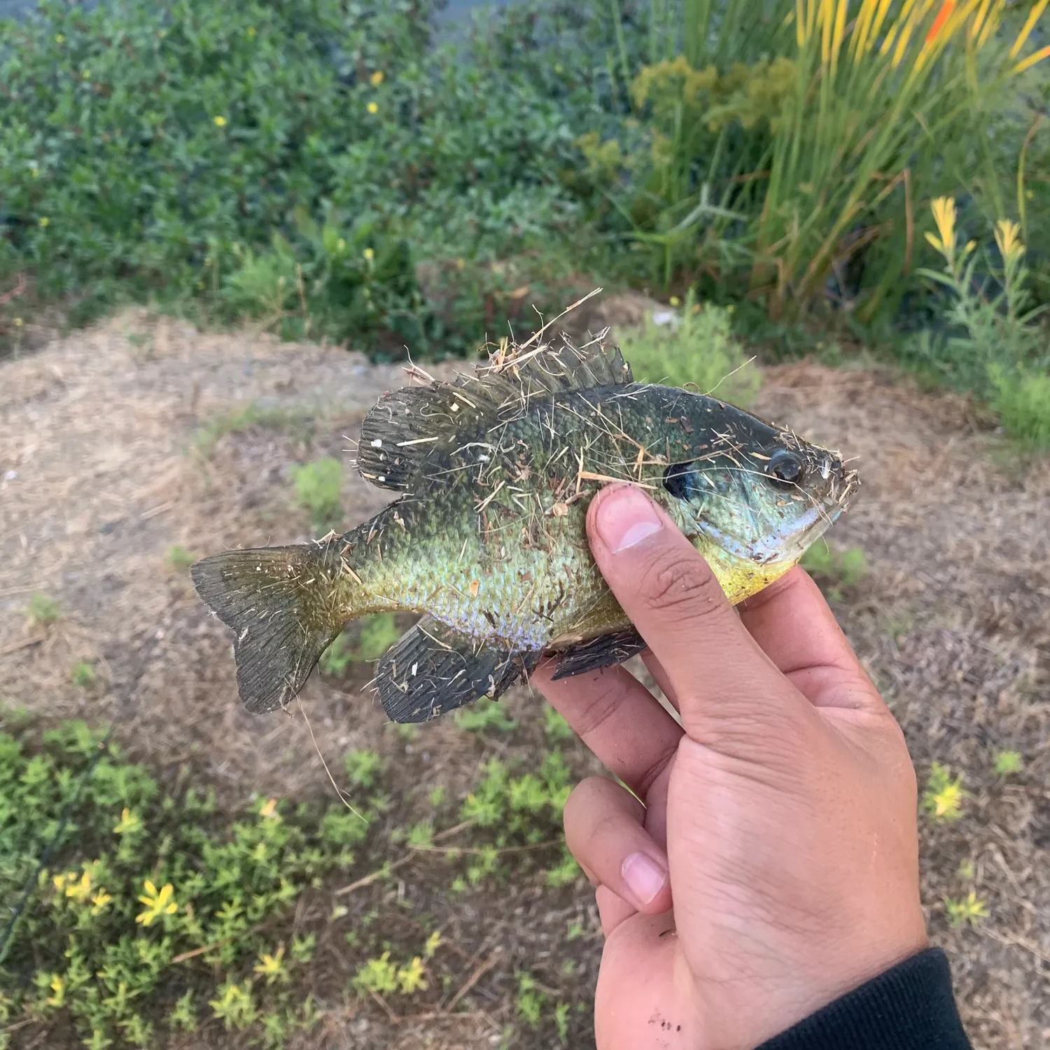 Bluegill caught on Fishbrain