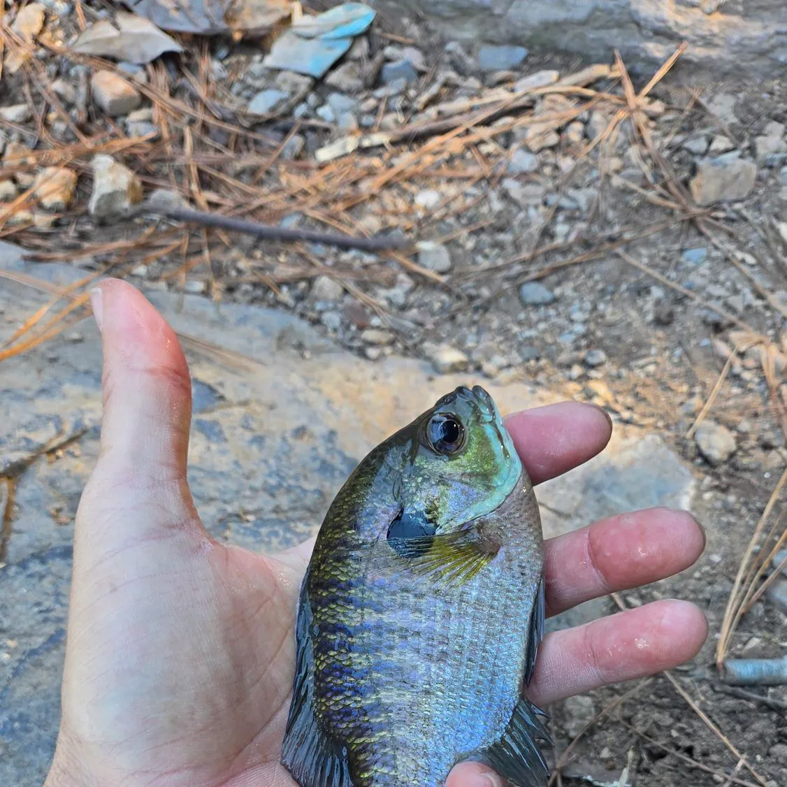 Bluegill caught on Fishbrain