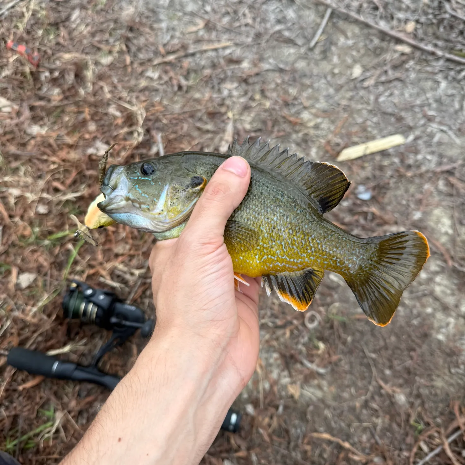 The most recent Green sunfish catches on Fishbrain