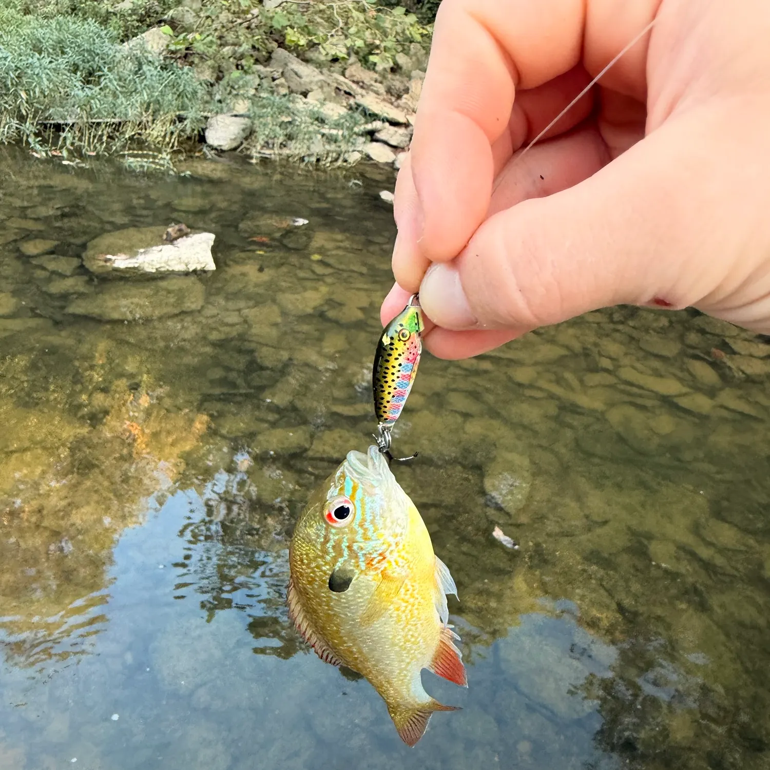 Longear sunfish caught on Fishbrain