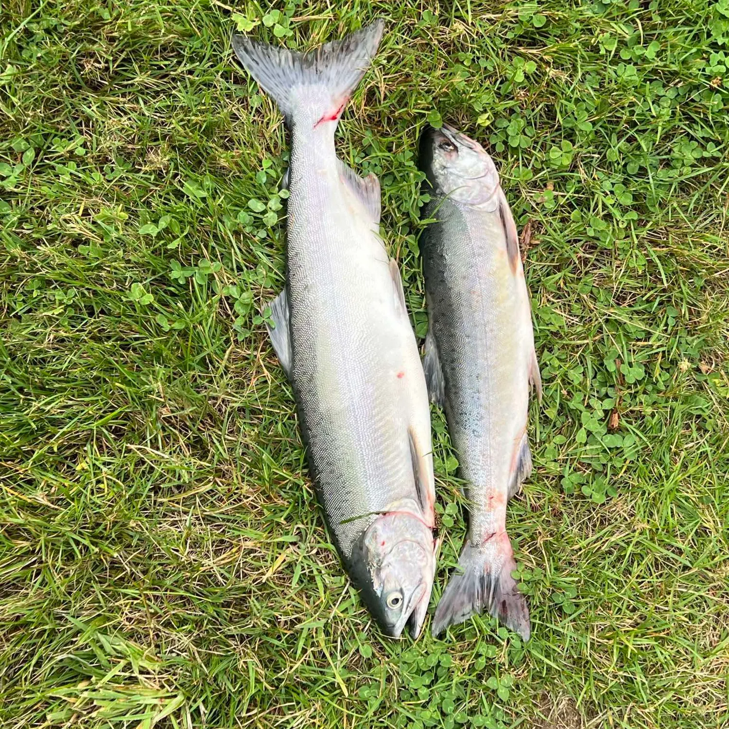 Coho salmon caught on Fishbrain