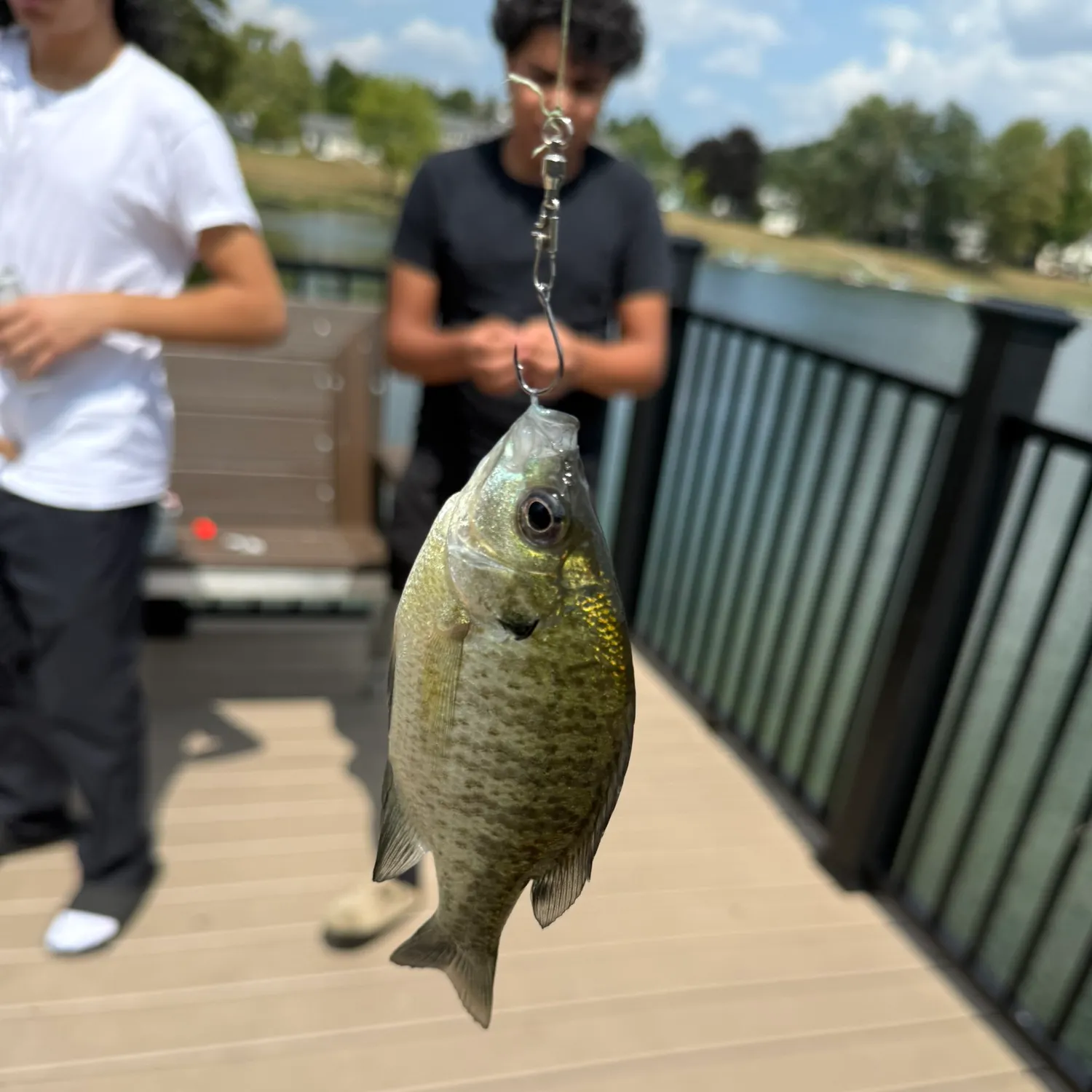 The most recent Redspotted sunfish catches on Fishbrain