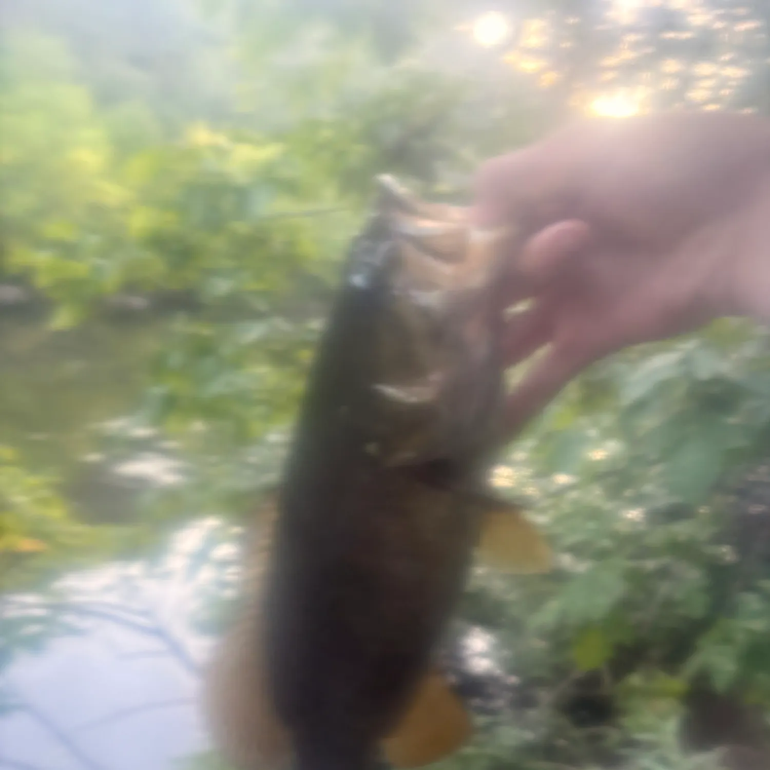 Smallmouth bass caught on Fishbrain