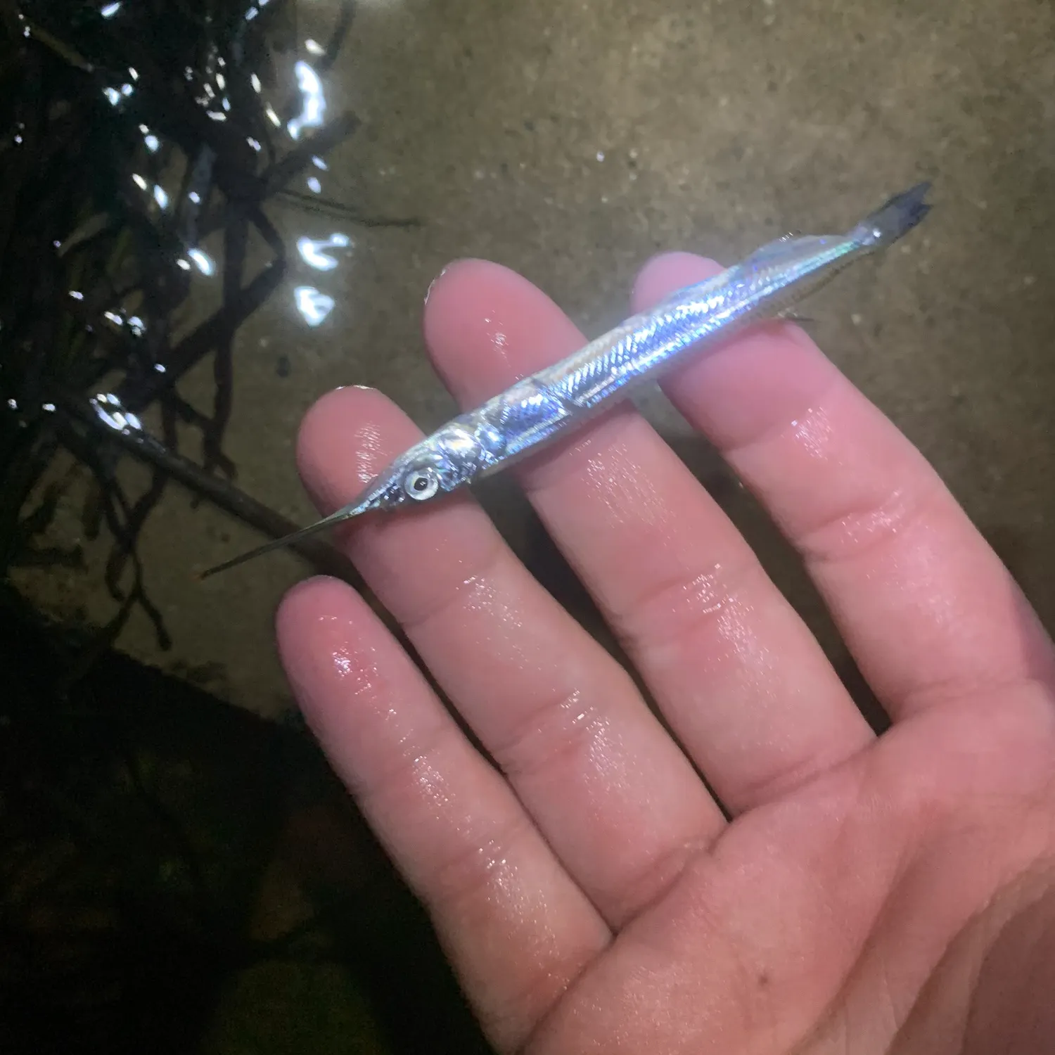The most recent Ballyhoo halfbeak catches on Fishbrain