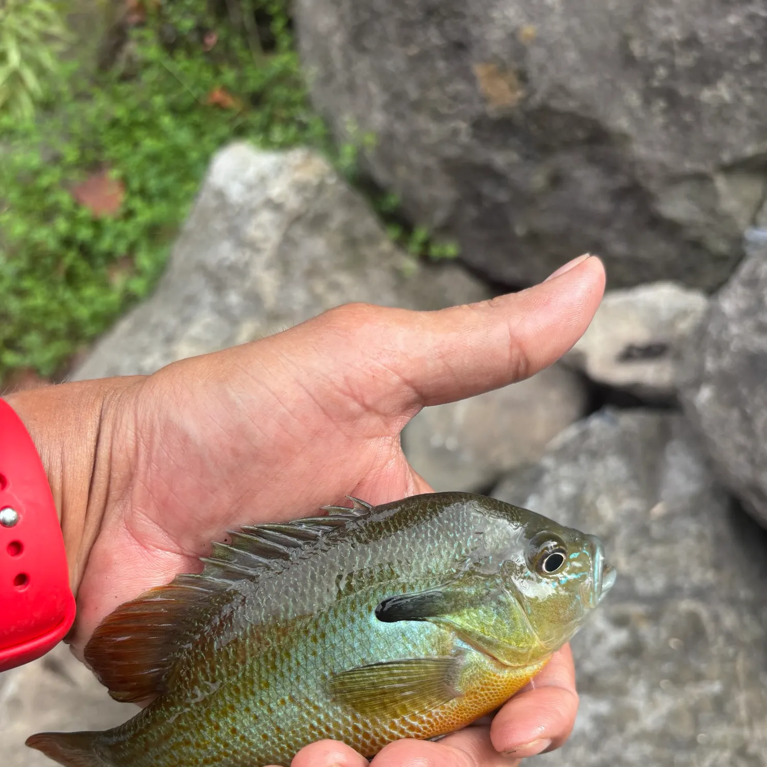 catch