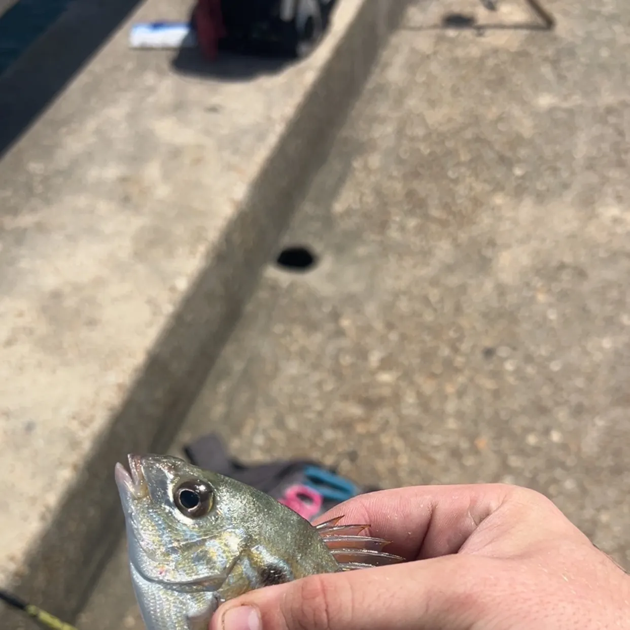 Pinfish caught on Fishbrain