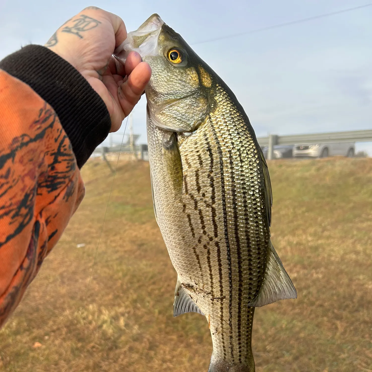 The most recent Hybrid striped bass catches on Fishbrain