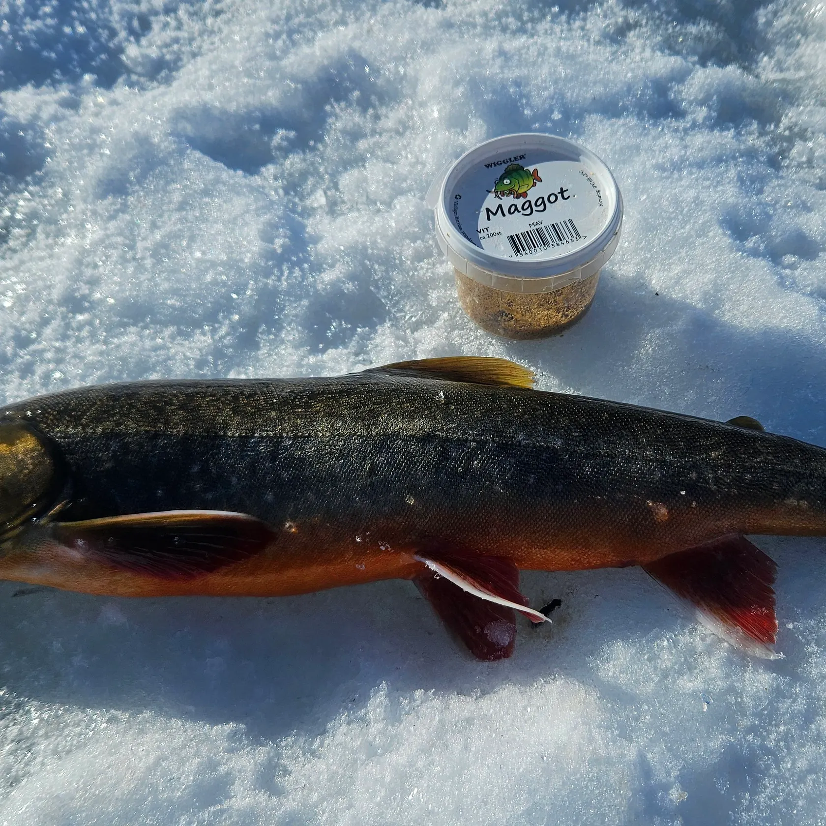 The most recent Arctic char catches on Fishbrain