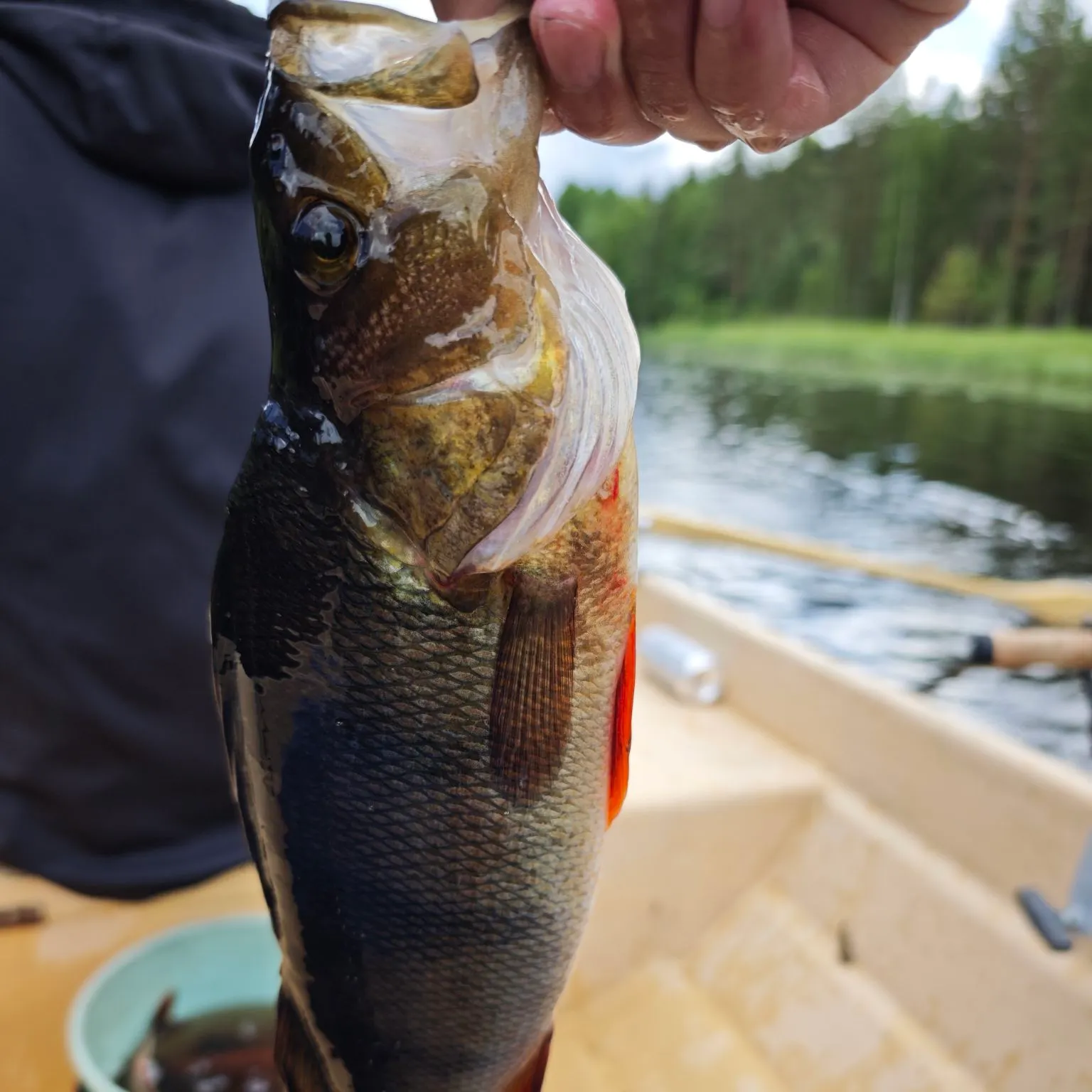 European perch caught on Fishbrain