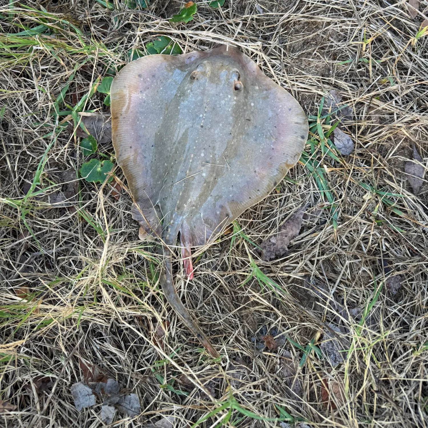The most recent Atlantic stingray catches on Fishbrain