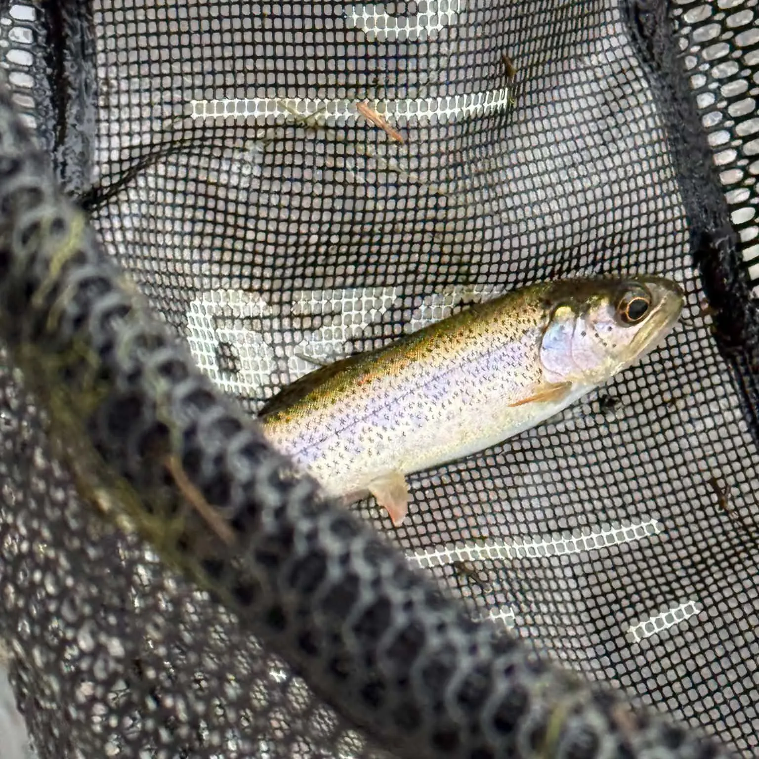 Coastal cutthroat trout caught on Fishbrain