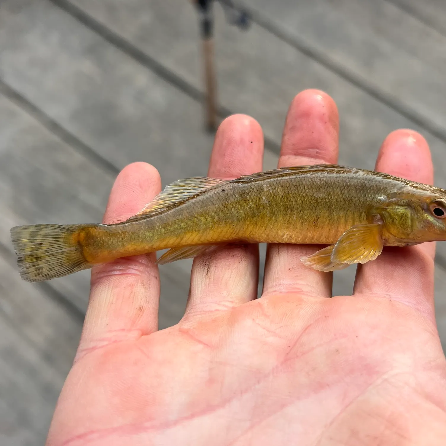The most recent Common logperch catches on Fishbrain