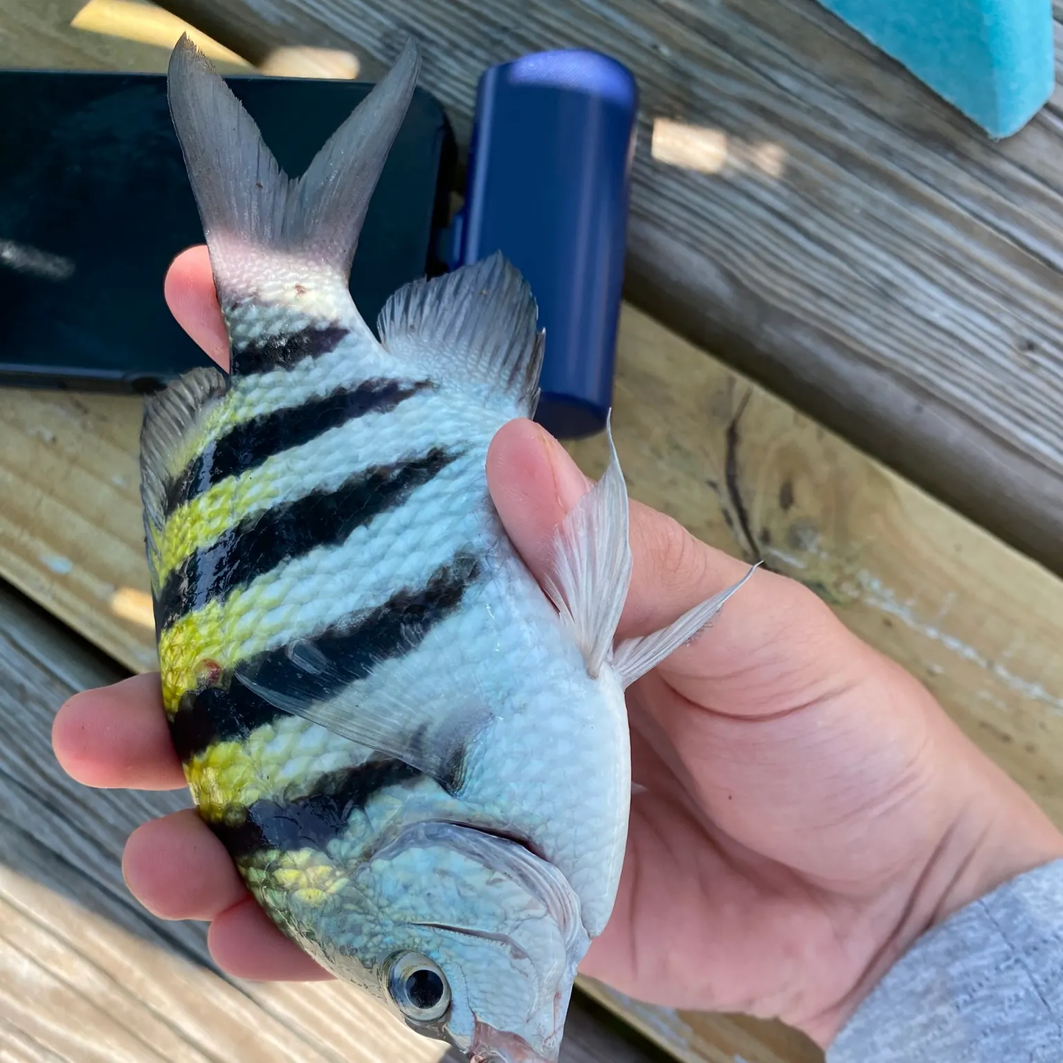 The most recent Sergeant-major catches on Fishbrain