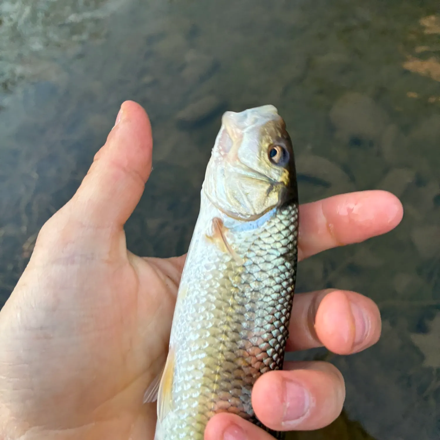 The most recent Hornyhead chub catches on Fishbrain