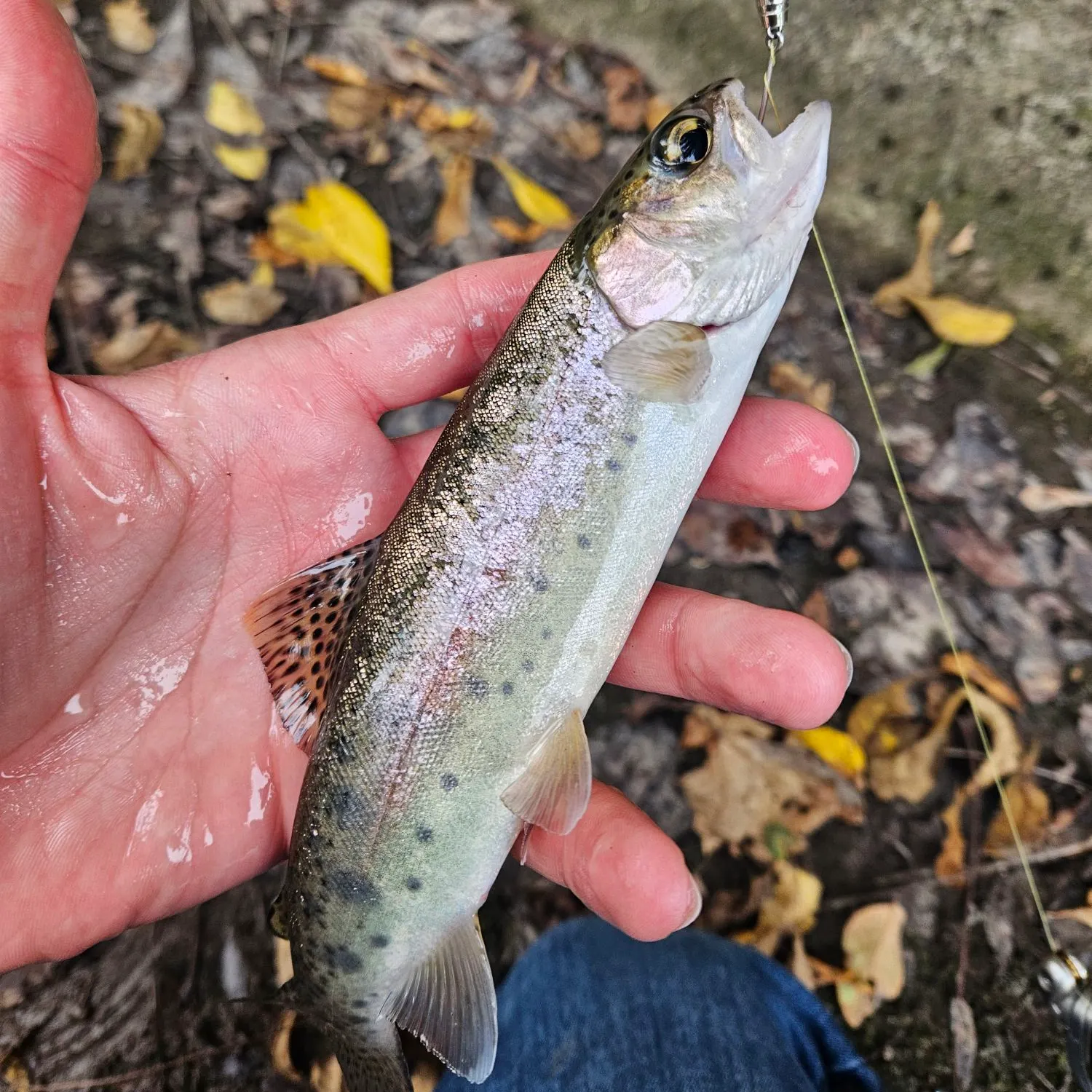 Rainbow trout caught on Fishbrain