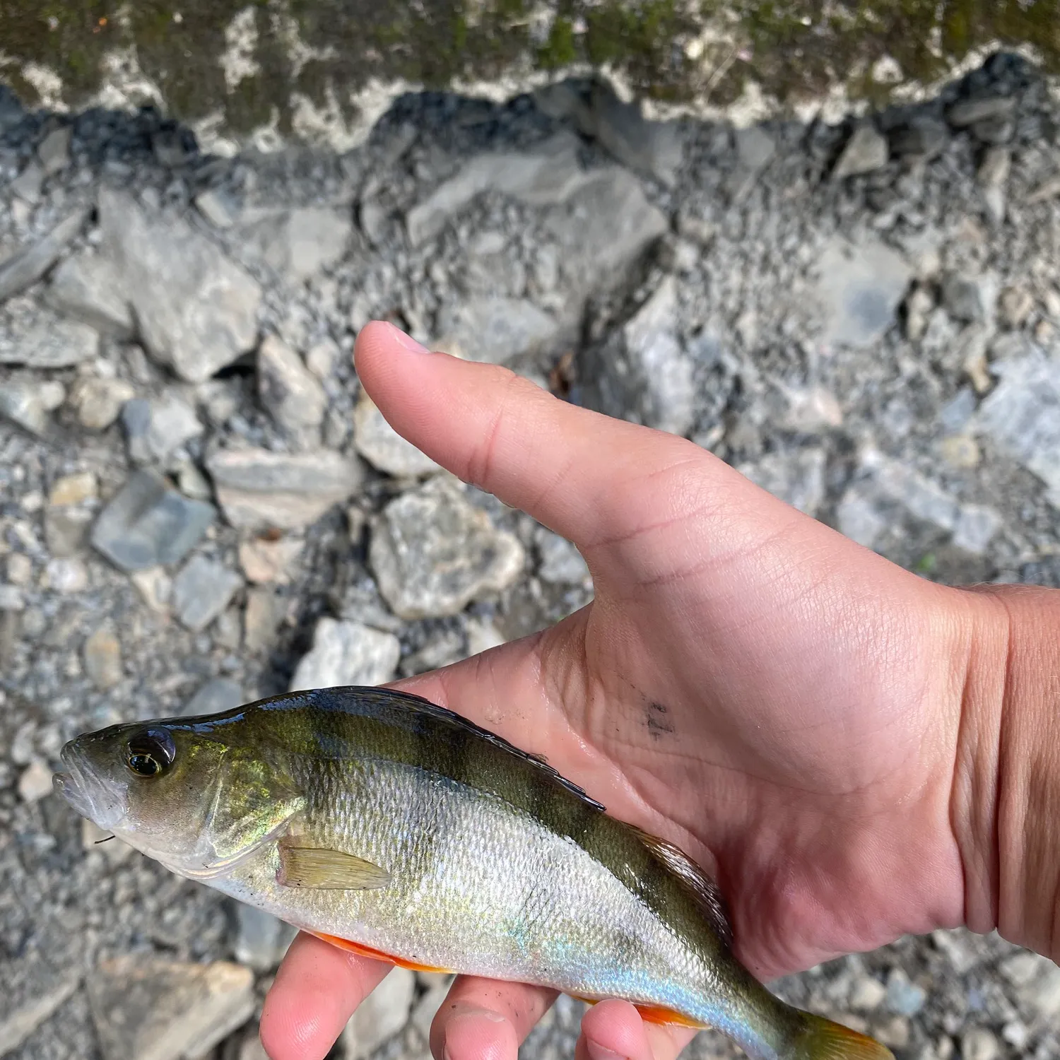 European perch caught on Fishbrain