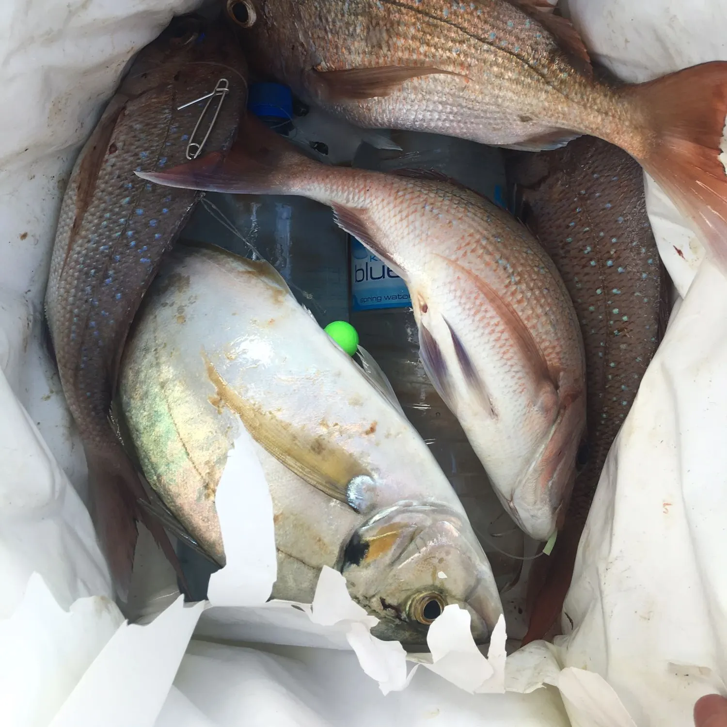 recently logged catches
