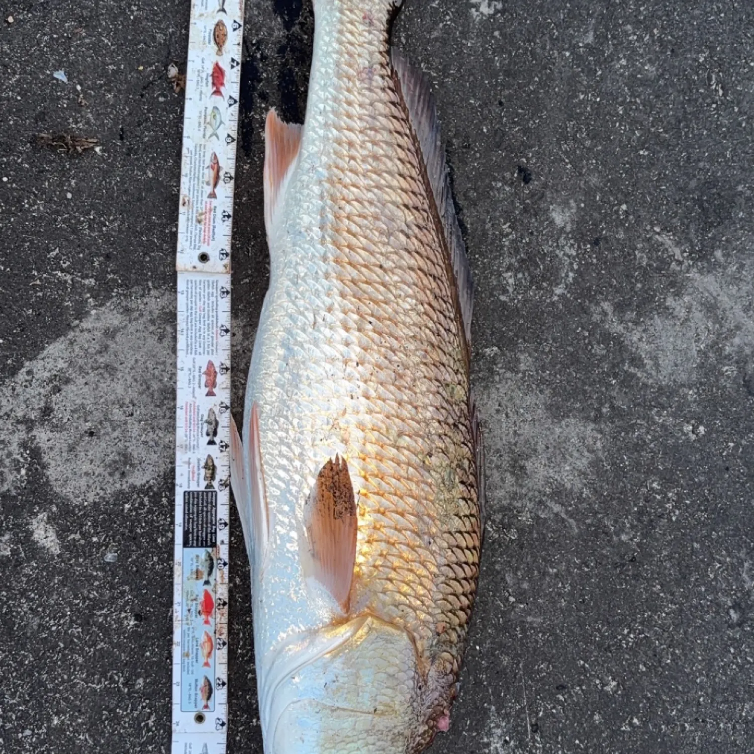 The most recent Red drum catches on Fishbrain