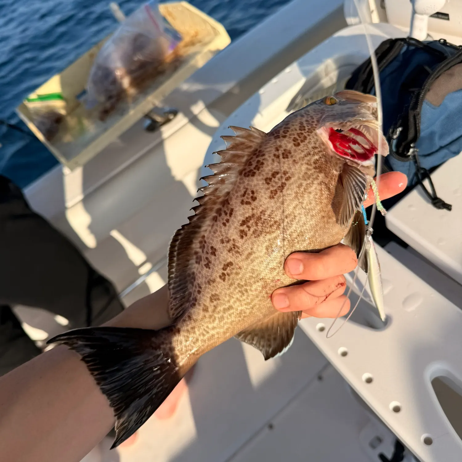 The most recent Scamp grouper catches on Fishbrain