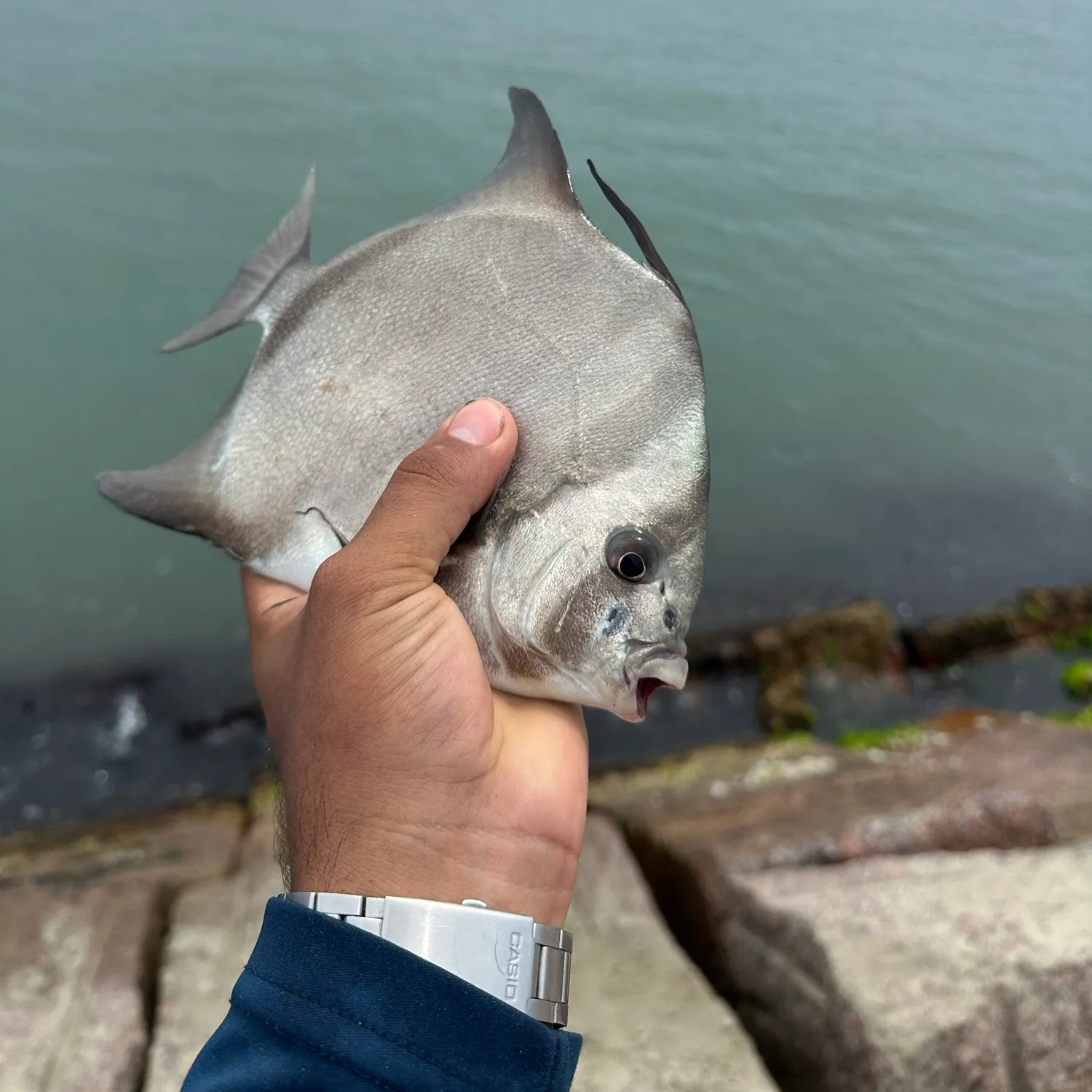 The most recent Atlantic spadefish catches on Fishbrain