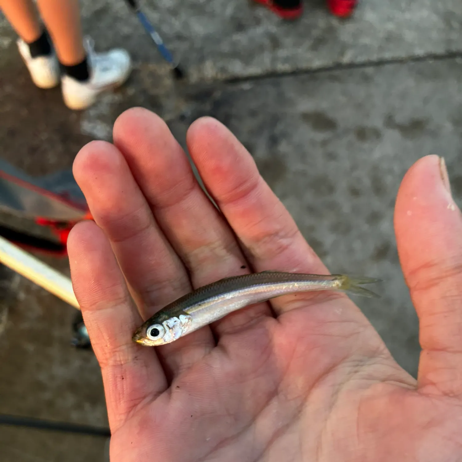 The most recent Sand smelt catches on Fishbrain
