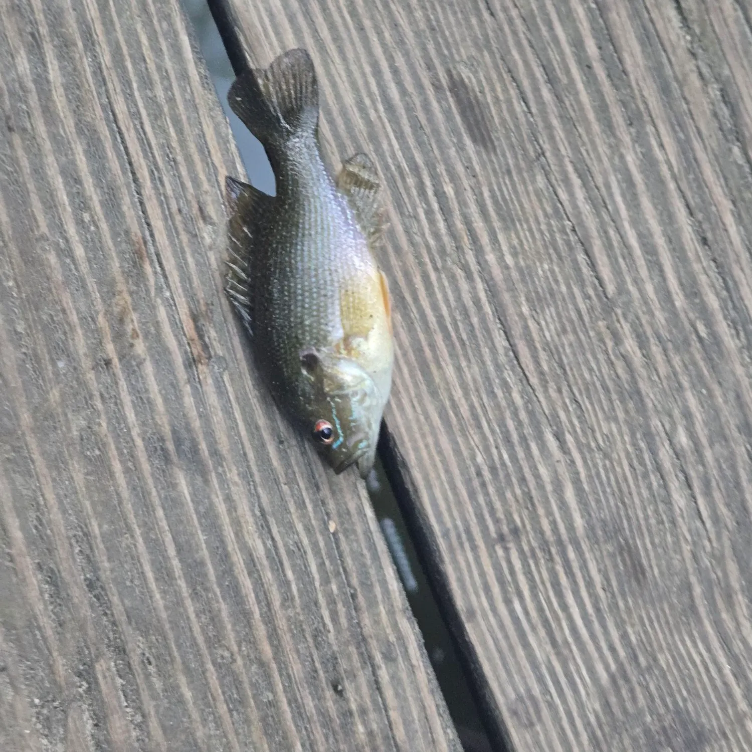 Green sunfish caught on Fishbrain